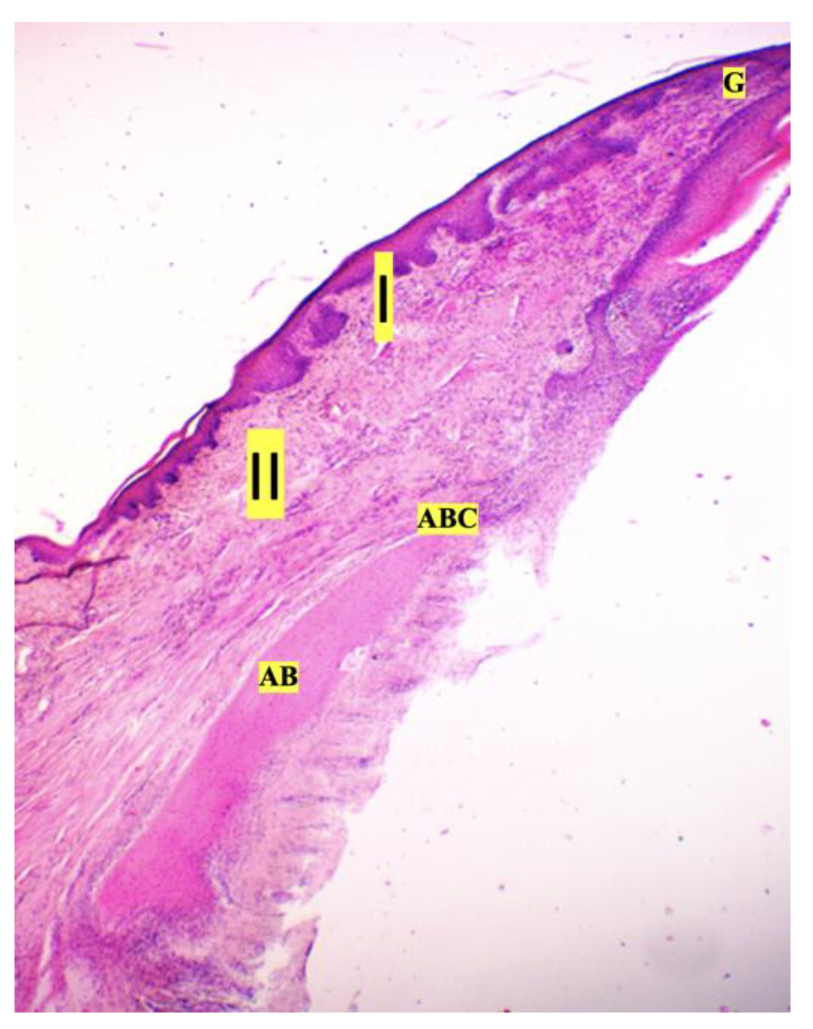 Dentistry 11 00219 g006