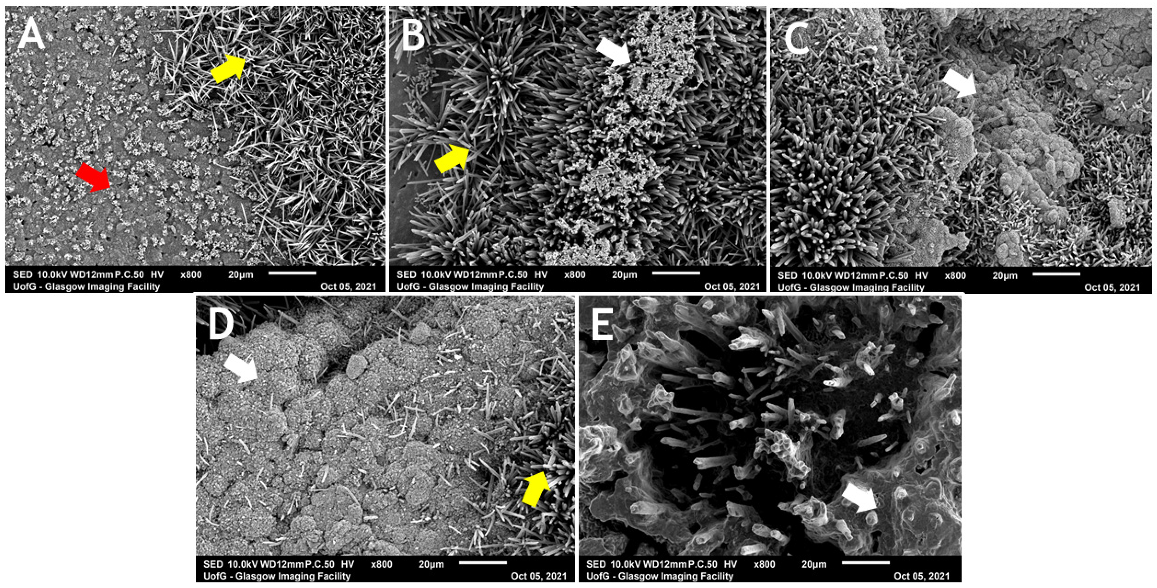 Dentistry 12 00100 g009 Dentistry 12 00100 g009
