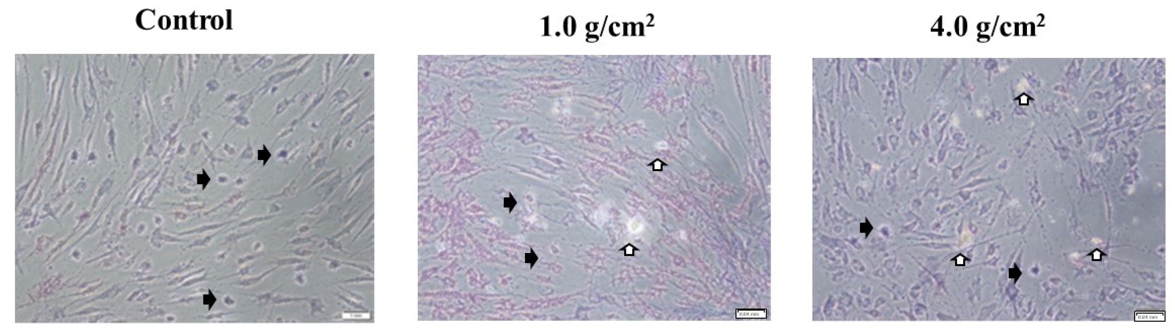 Dentistry 12 00108 g006