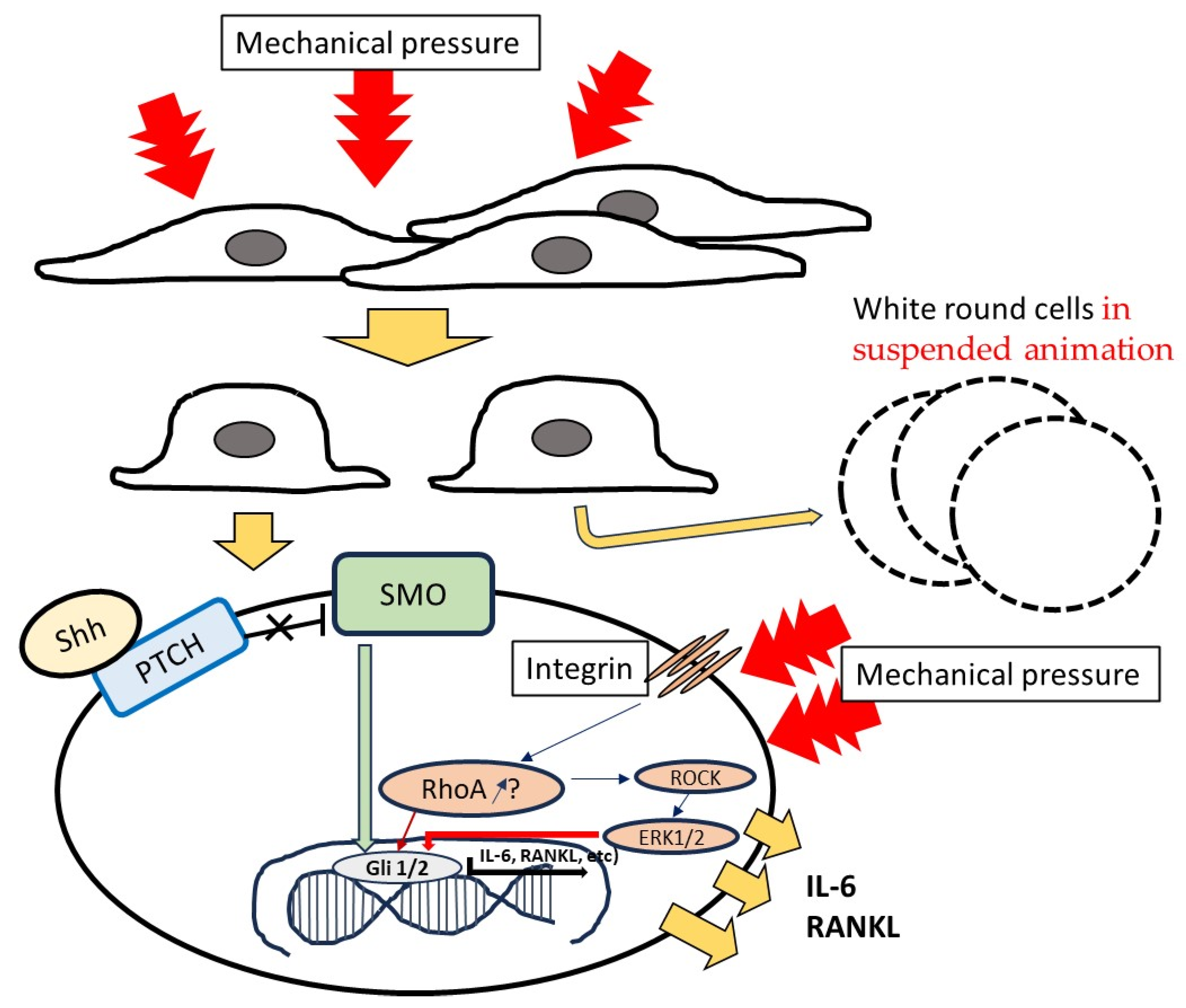Dentistry 12 00108 g012