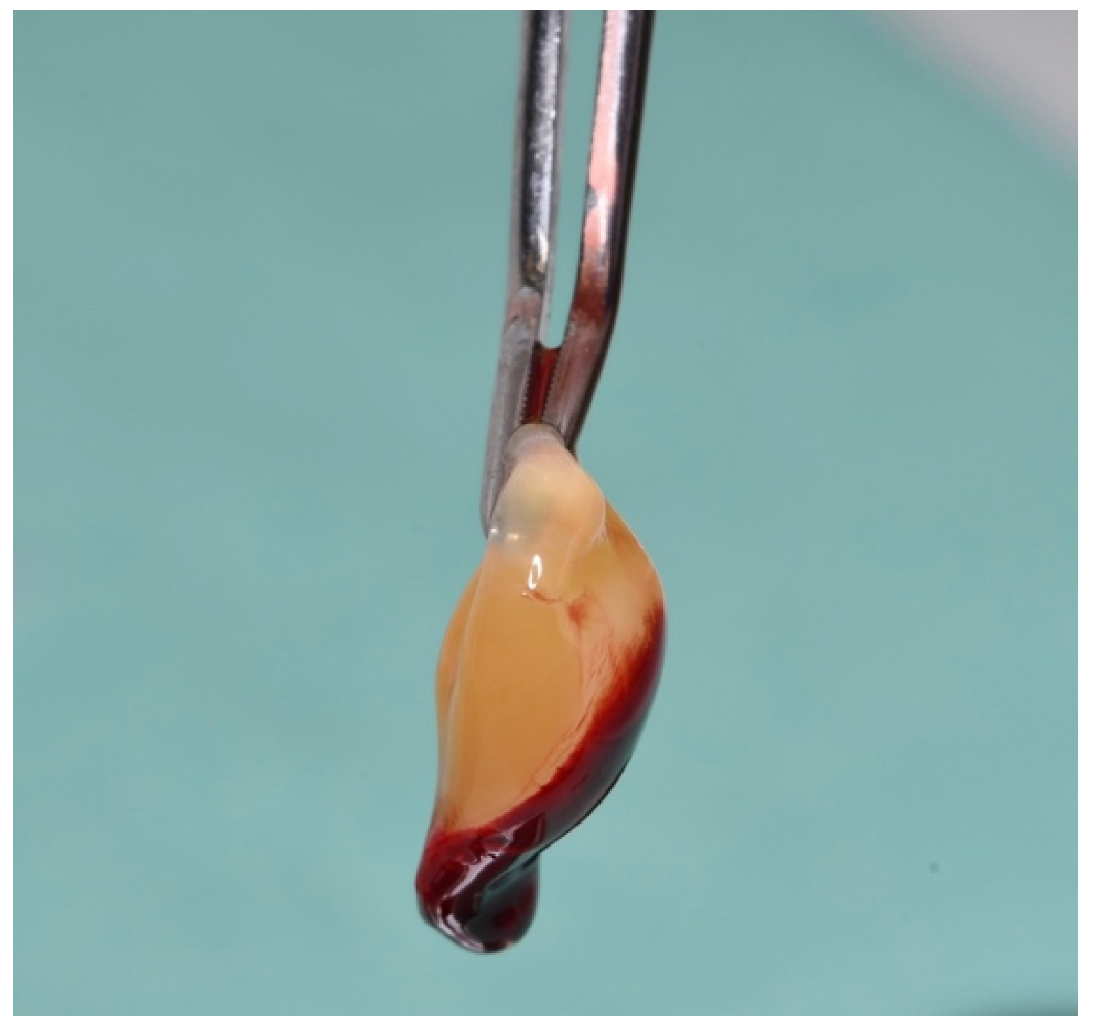 Dentistry 12 00135 g003