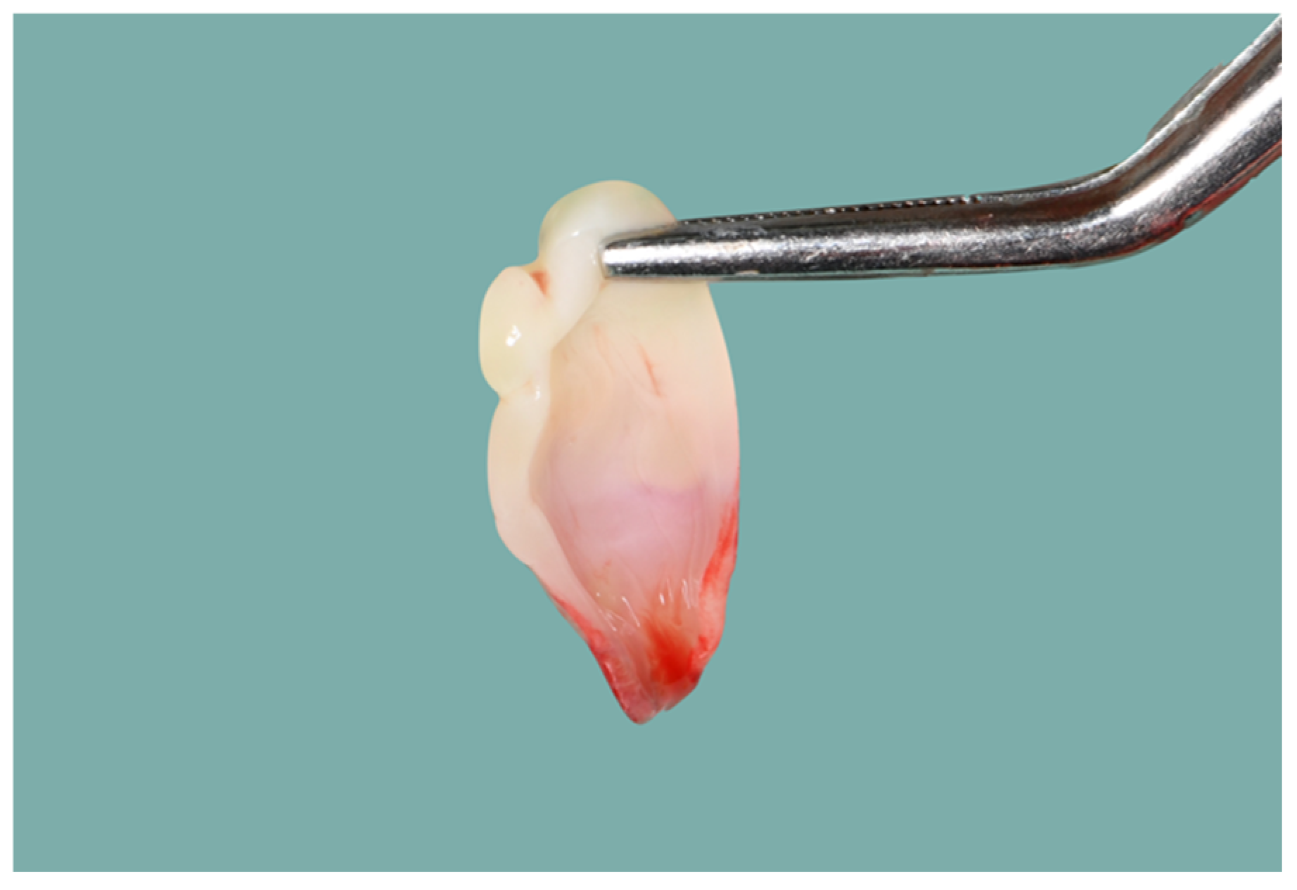 Dentistry 12 00135 g004