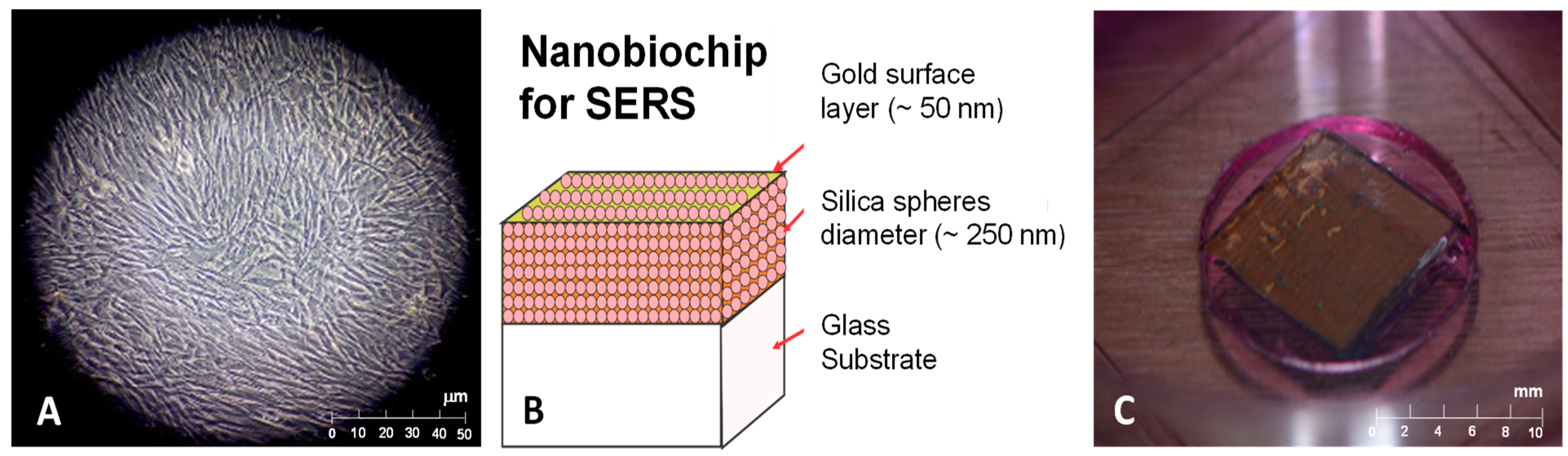 Dentistry 12 00189 g001