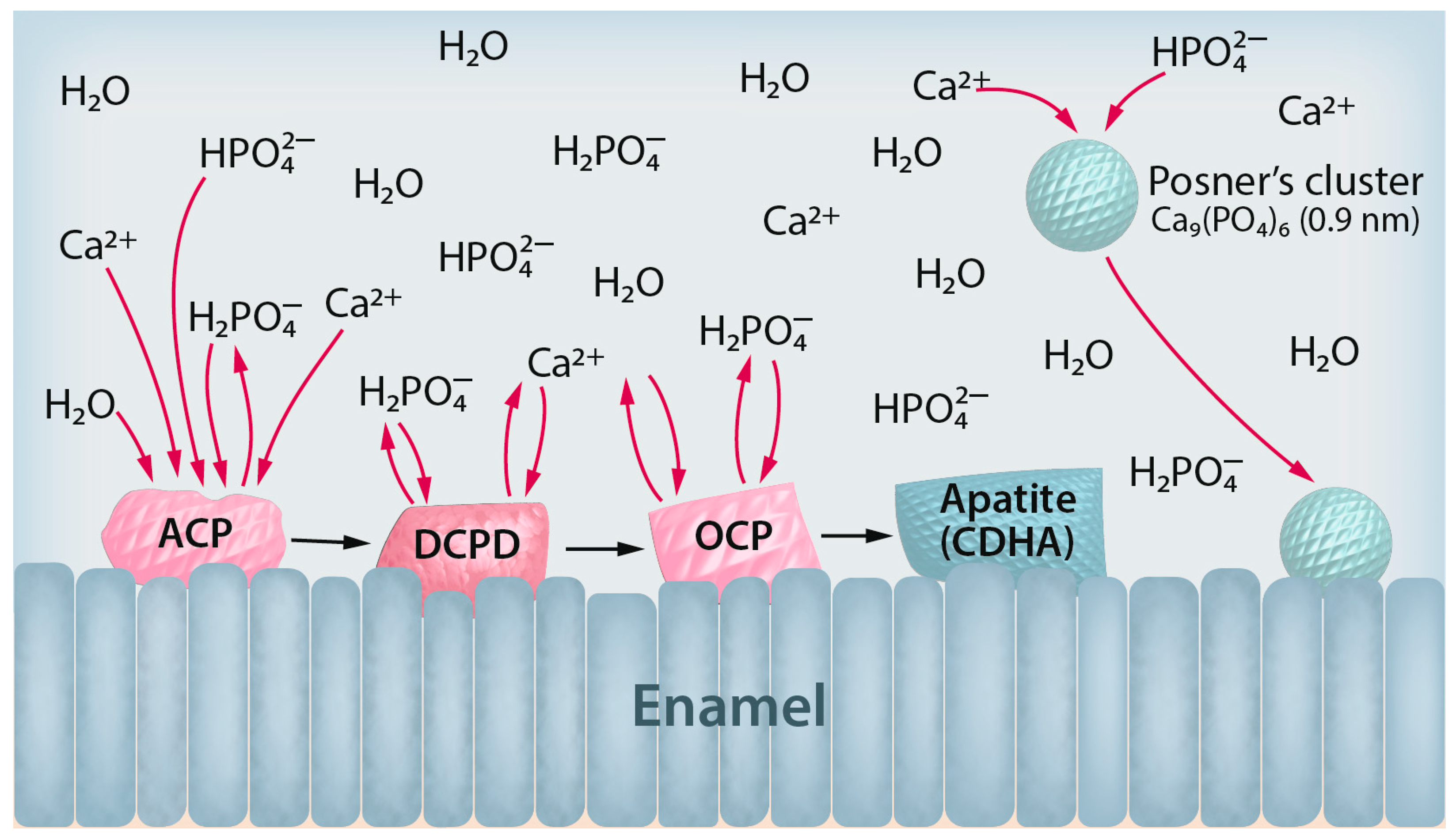 Dentistry 12 00339 g001