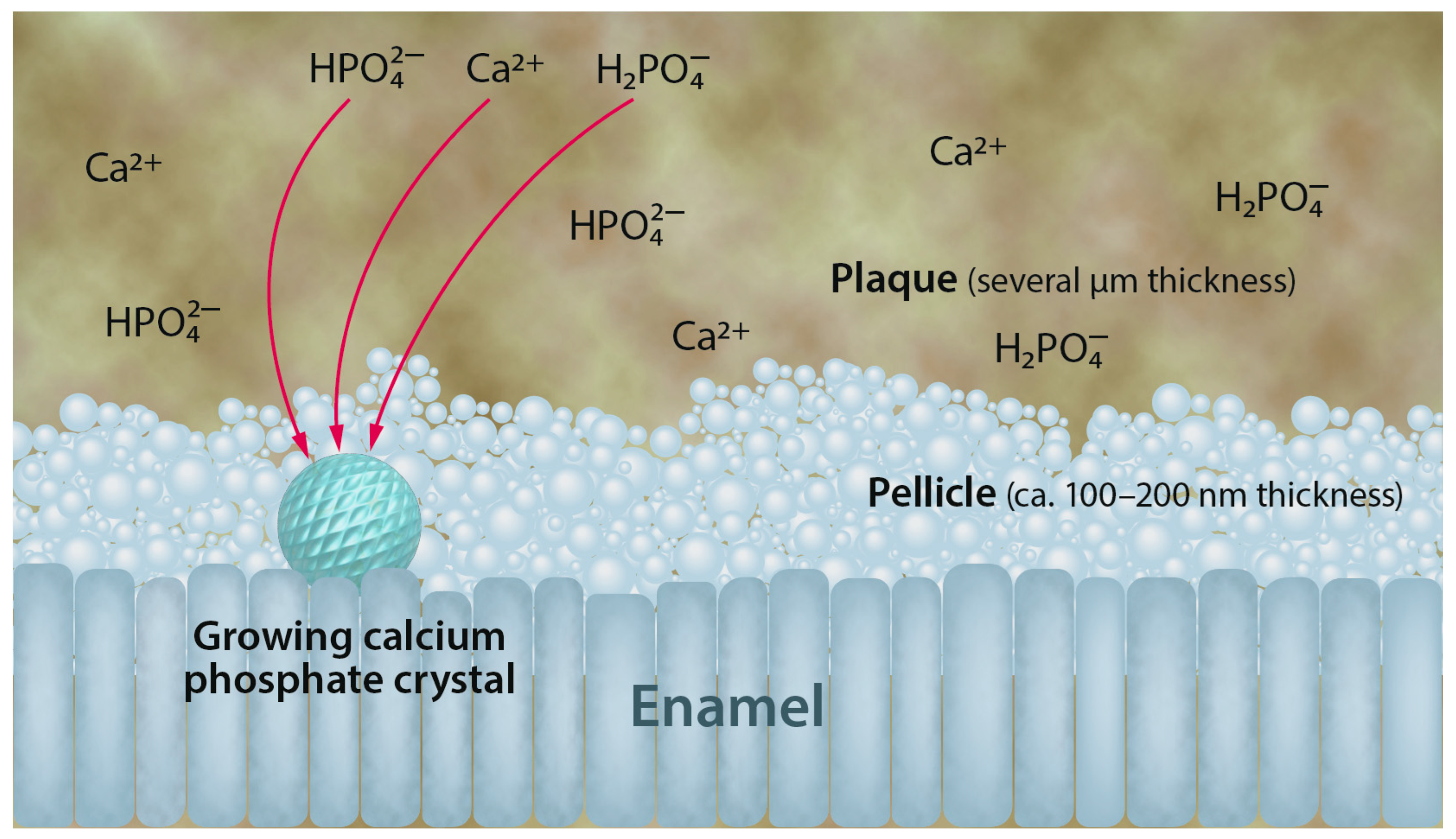 Dentistry 12 00339 g003
