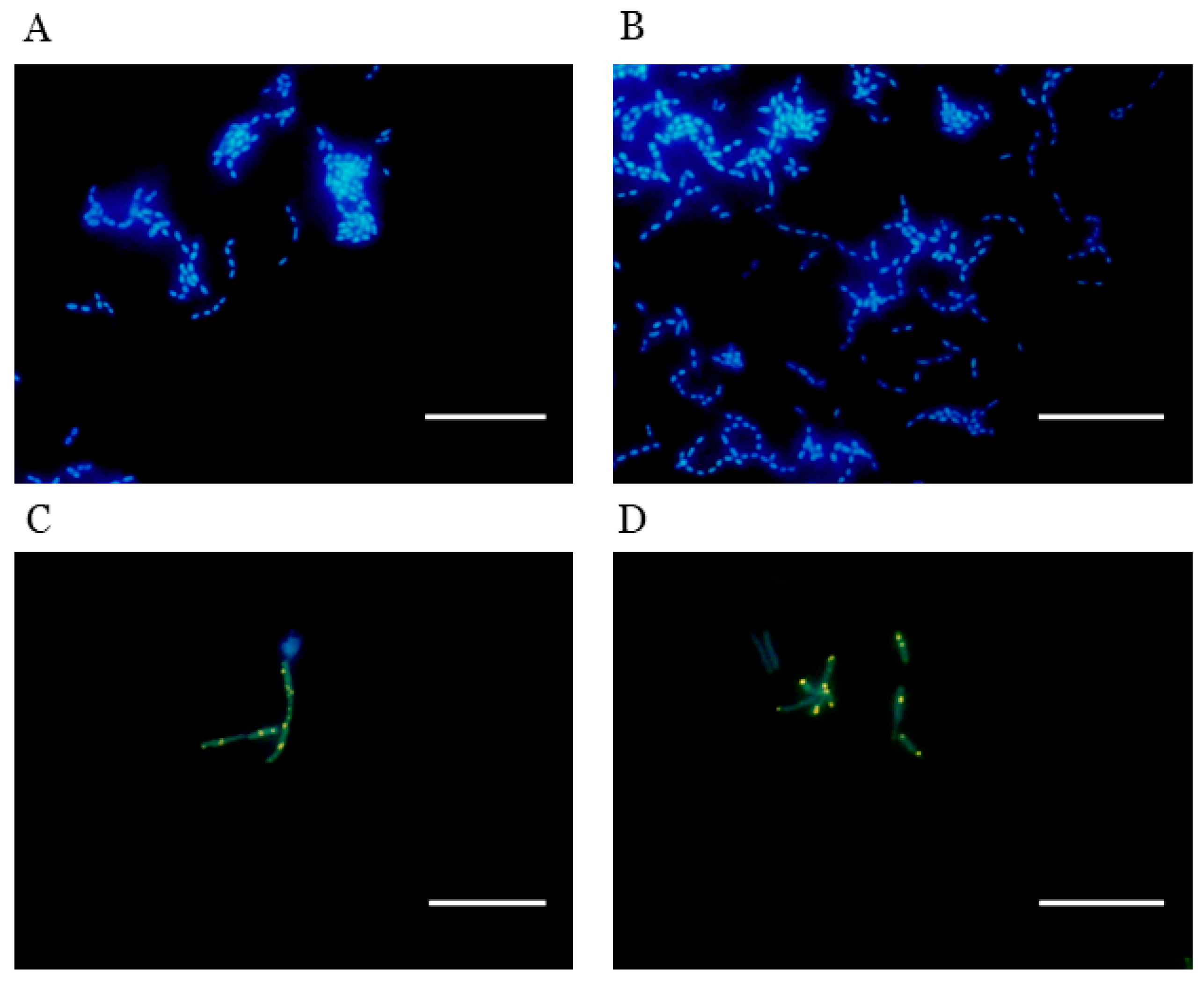 Dentistry 12 00366 g004