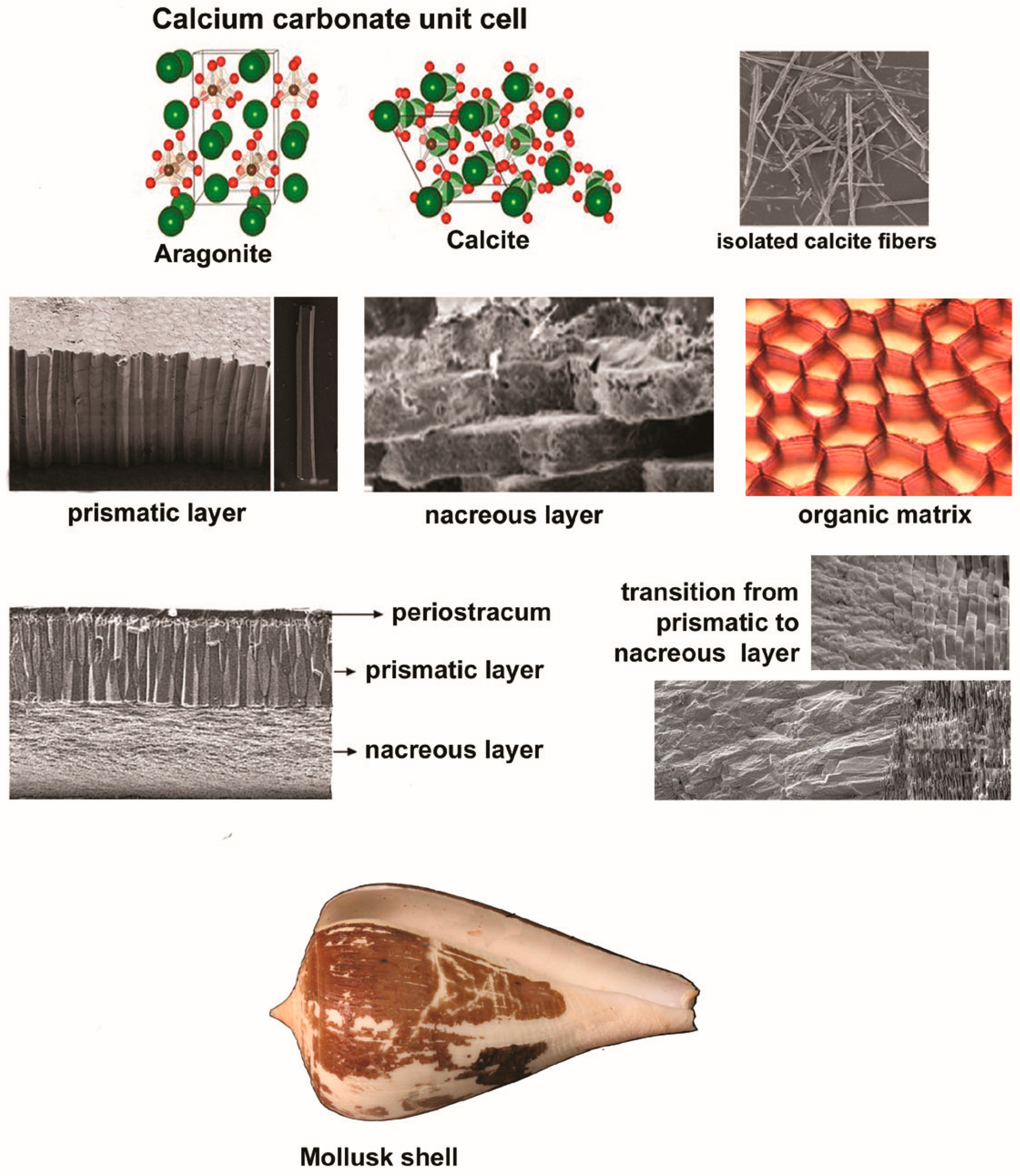 Dentistry 12 00409 g001