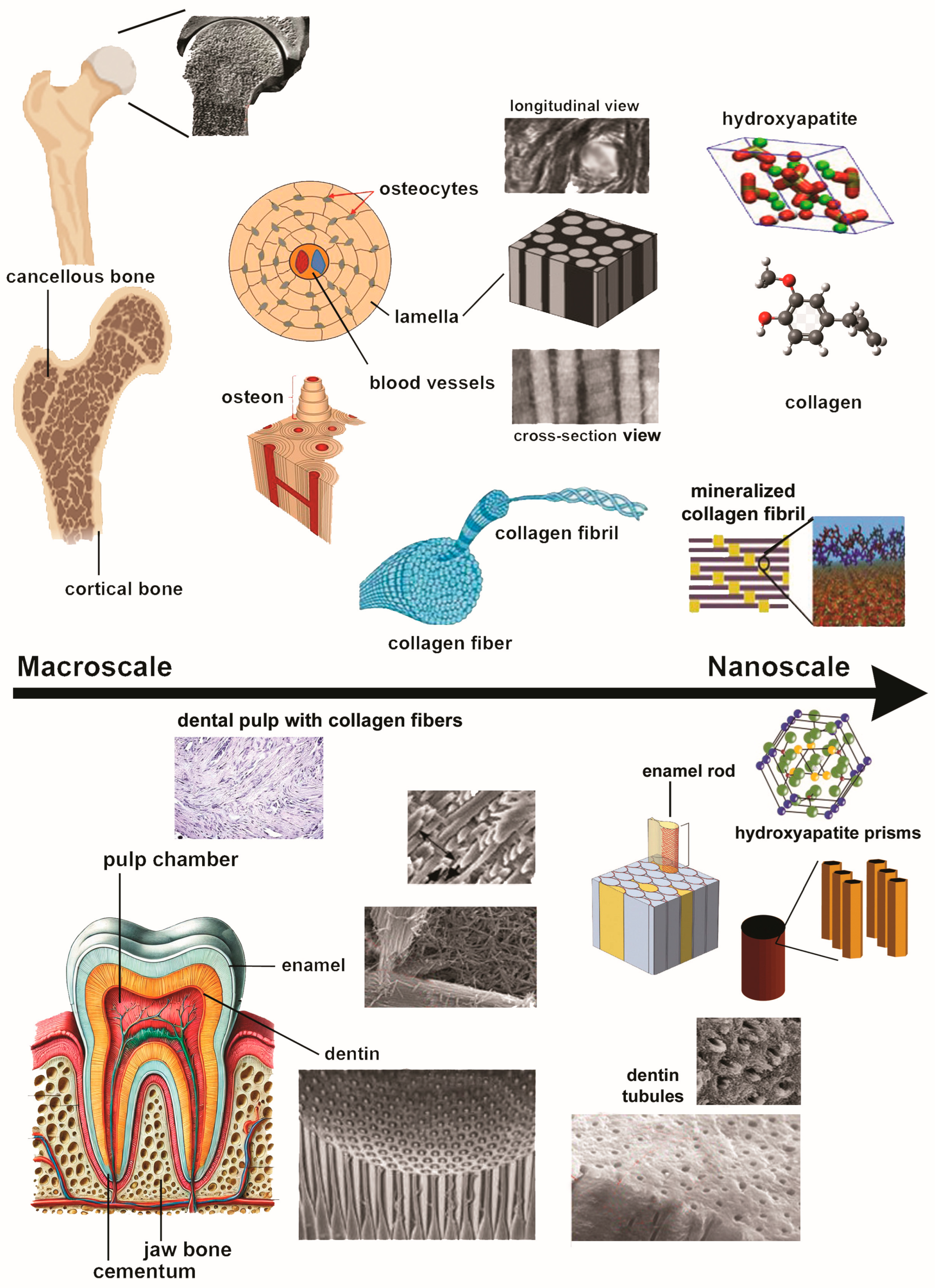 Dentistry 12 00409 g002