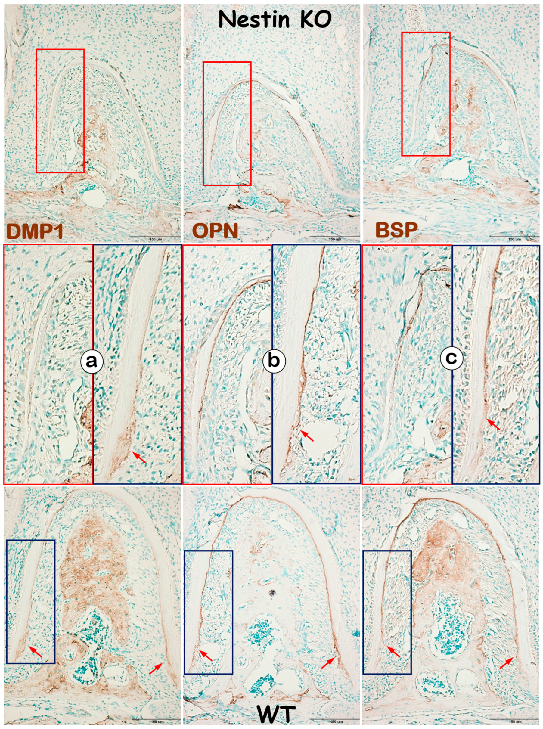Dentistry 13 00113 g006 Dentistry 13 00113 g006