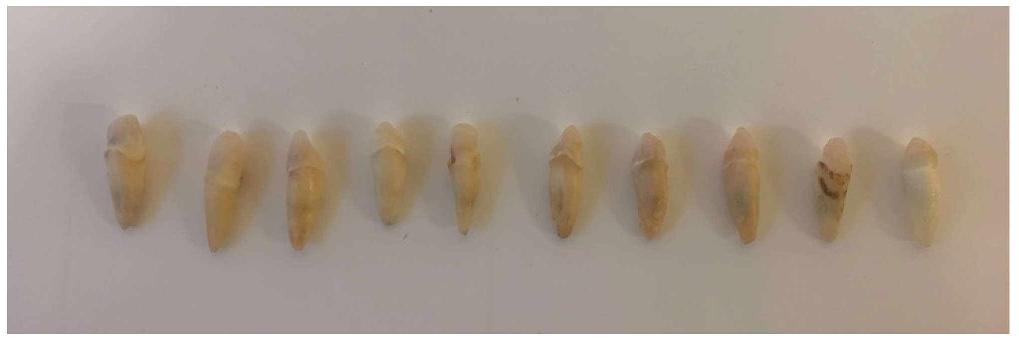 Dentistry 13 00290 g003 Dentistry 13 00290 g003