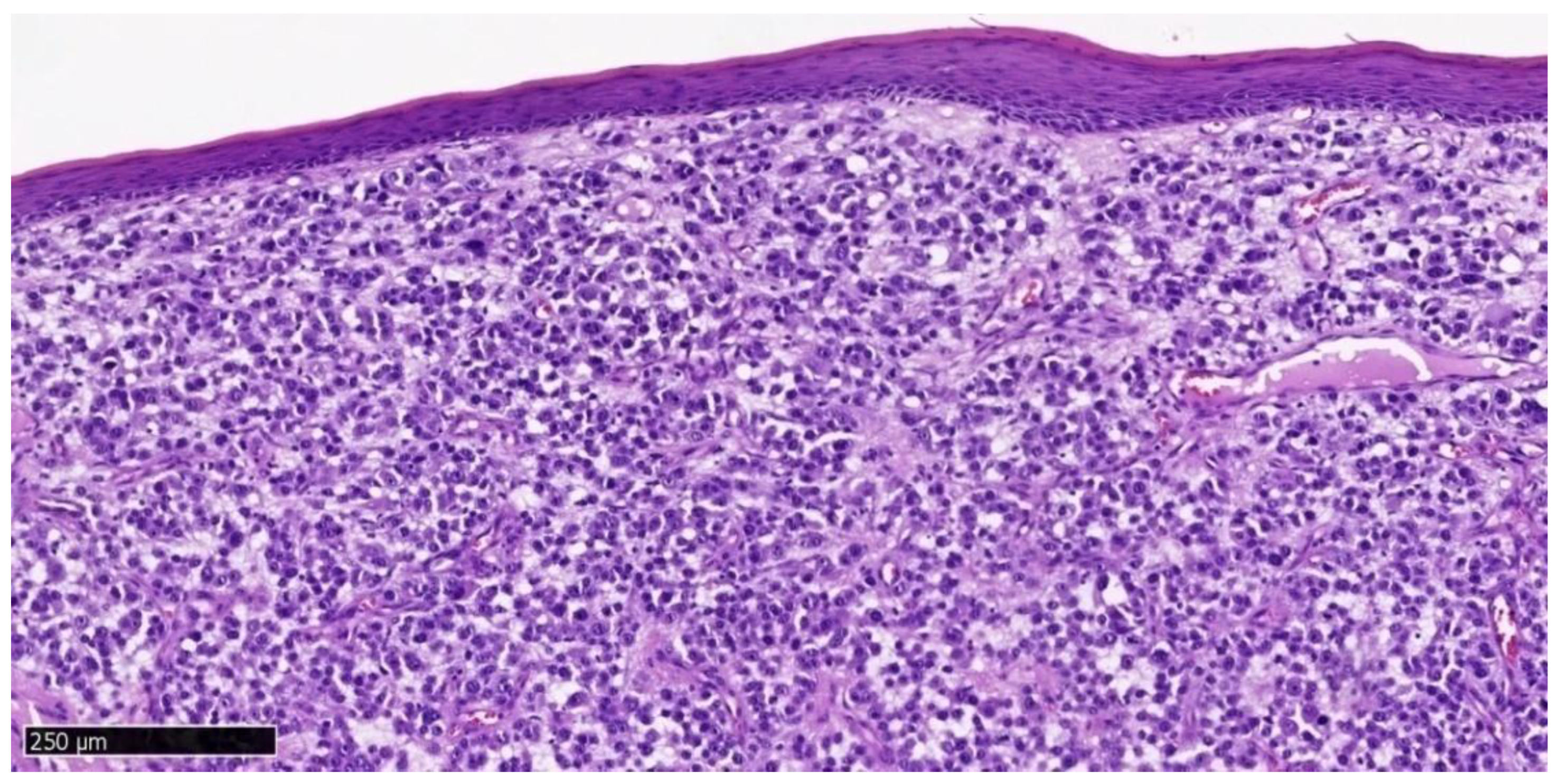 Dentistry 13 00432 g004 Dentistry 13 00432 g004