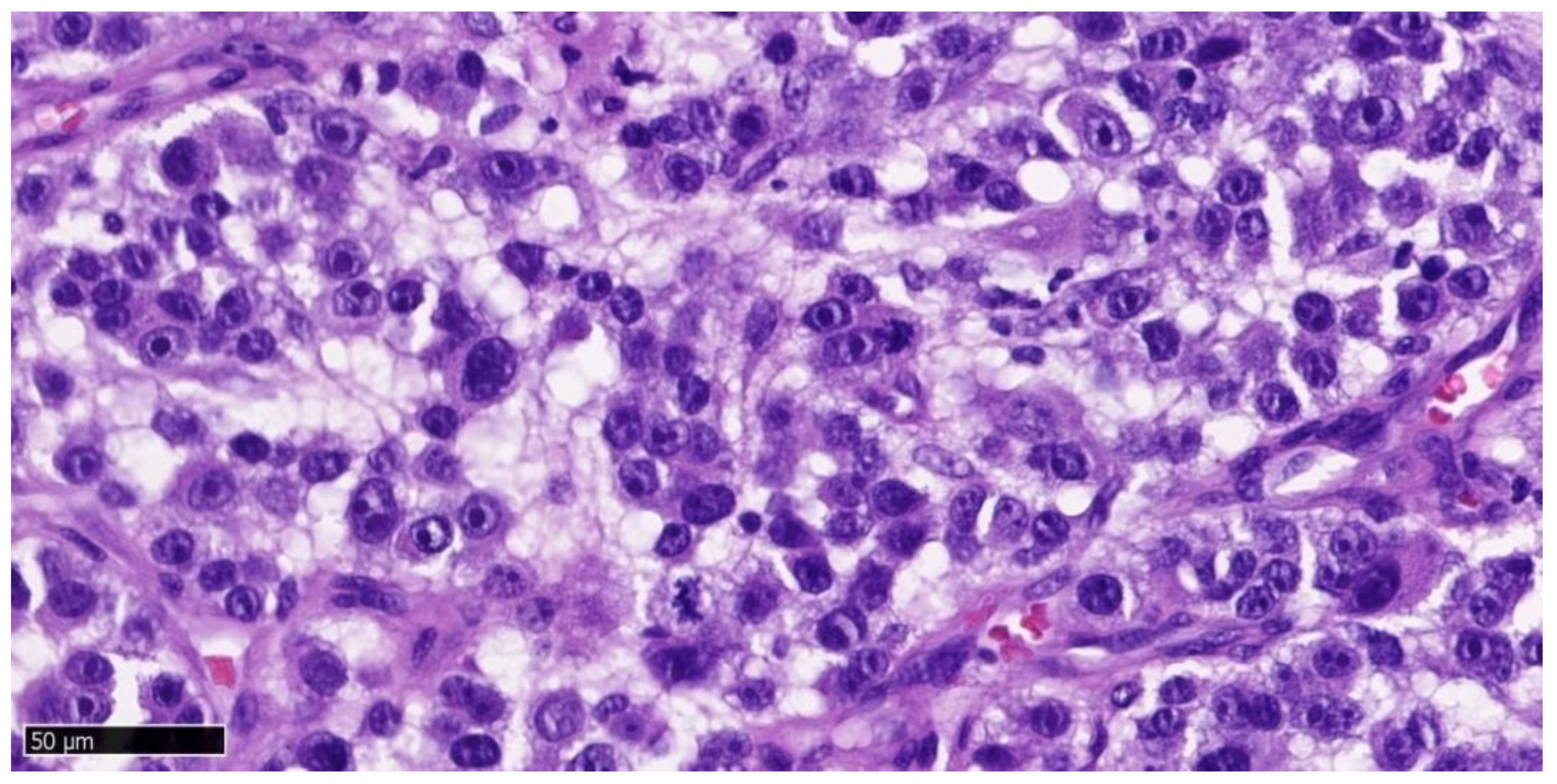 Dentistry 13 00432 g005 Dentistry 13 00432 g005