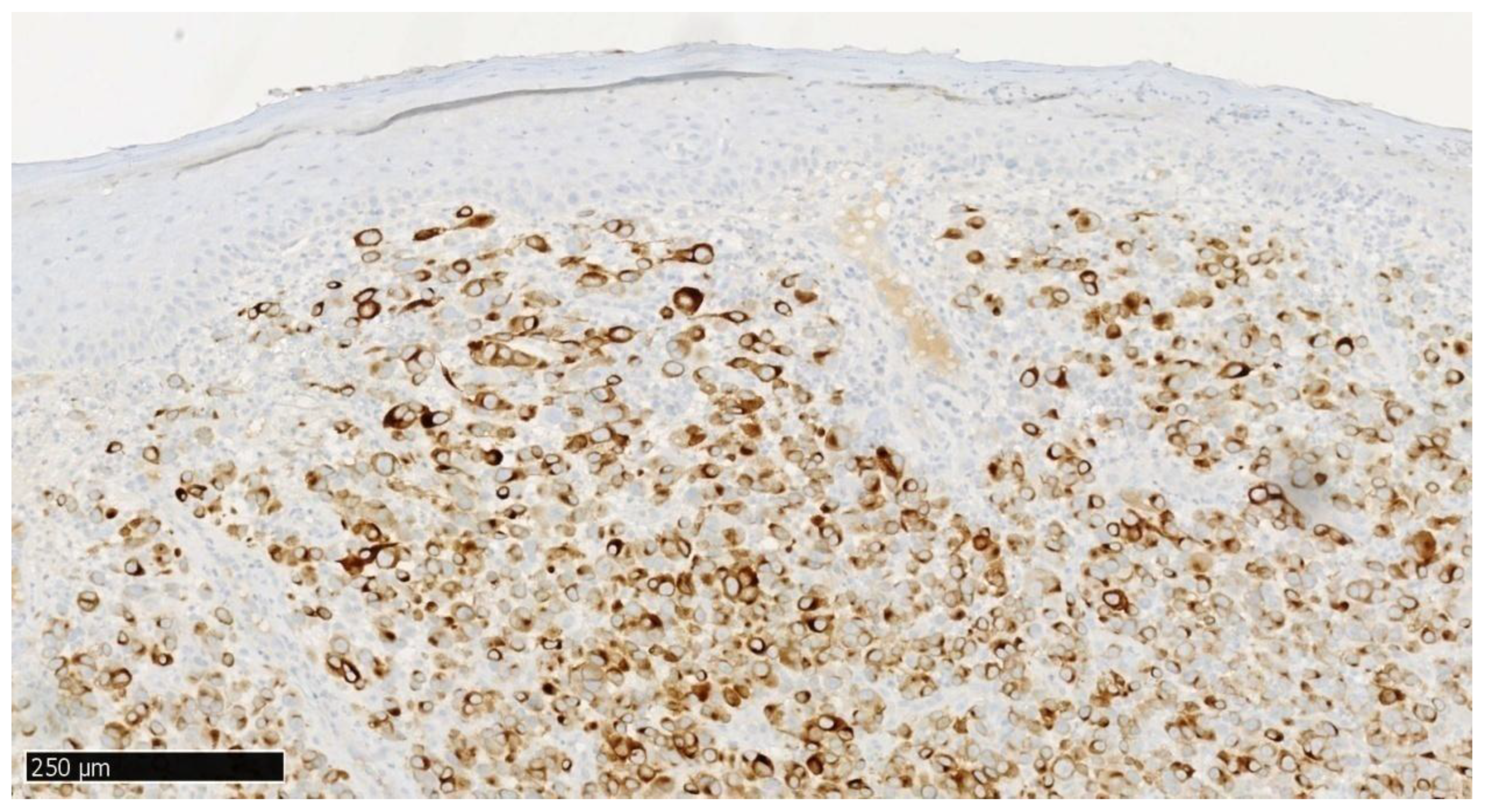 Dentistry 13 00432 g007 Dentistry 13 00432 g007