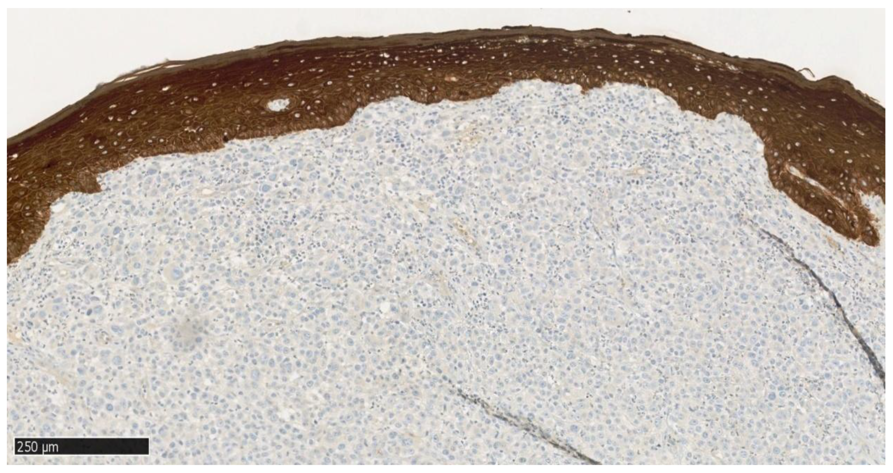 Dentistry 13 00432 g008 Dentistry 13 00432 g008