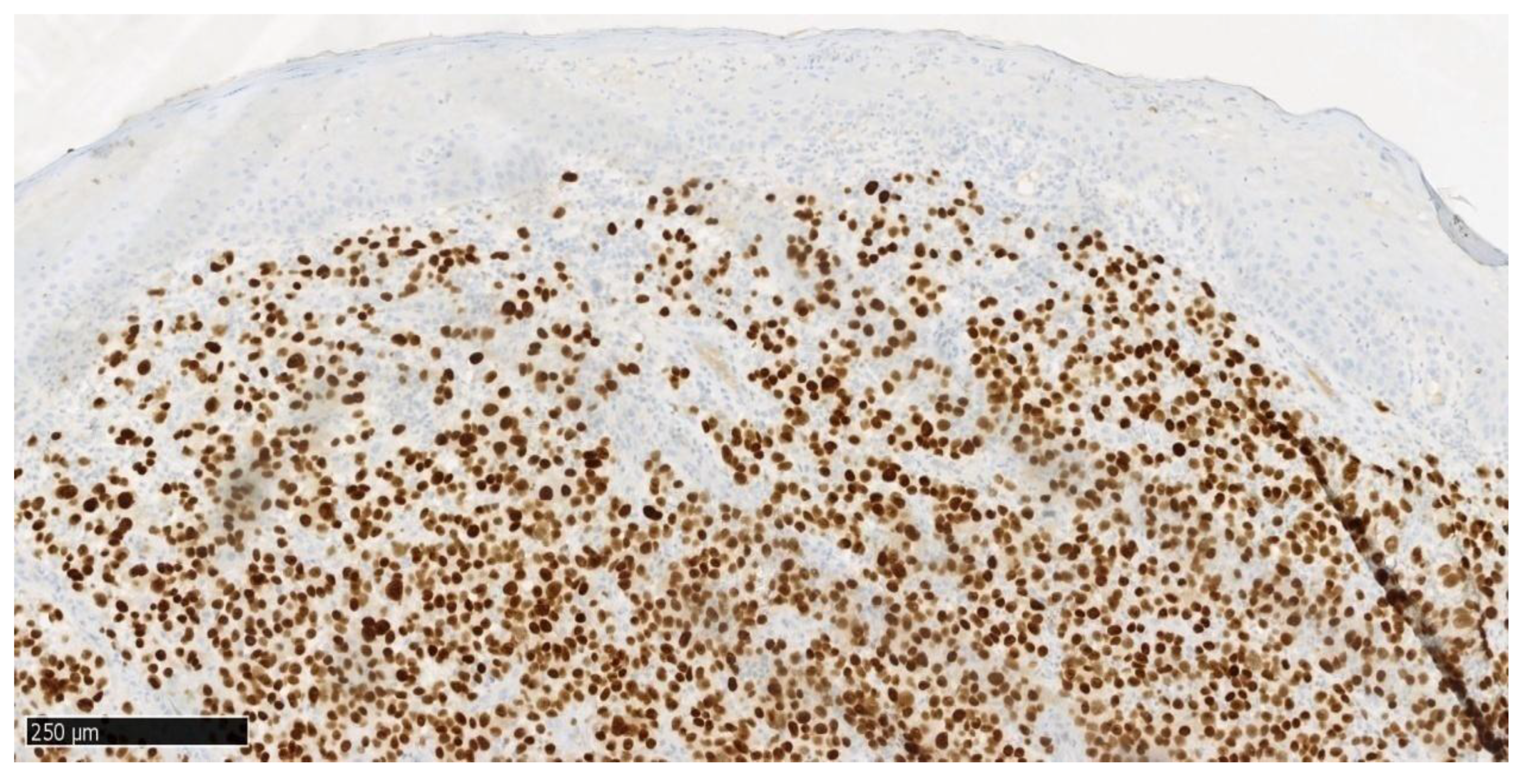 Dentistry 13 00432 g009 Dentistry 13 00432 g009