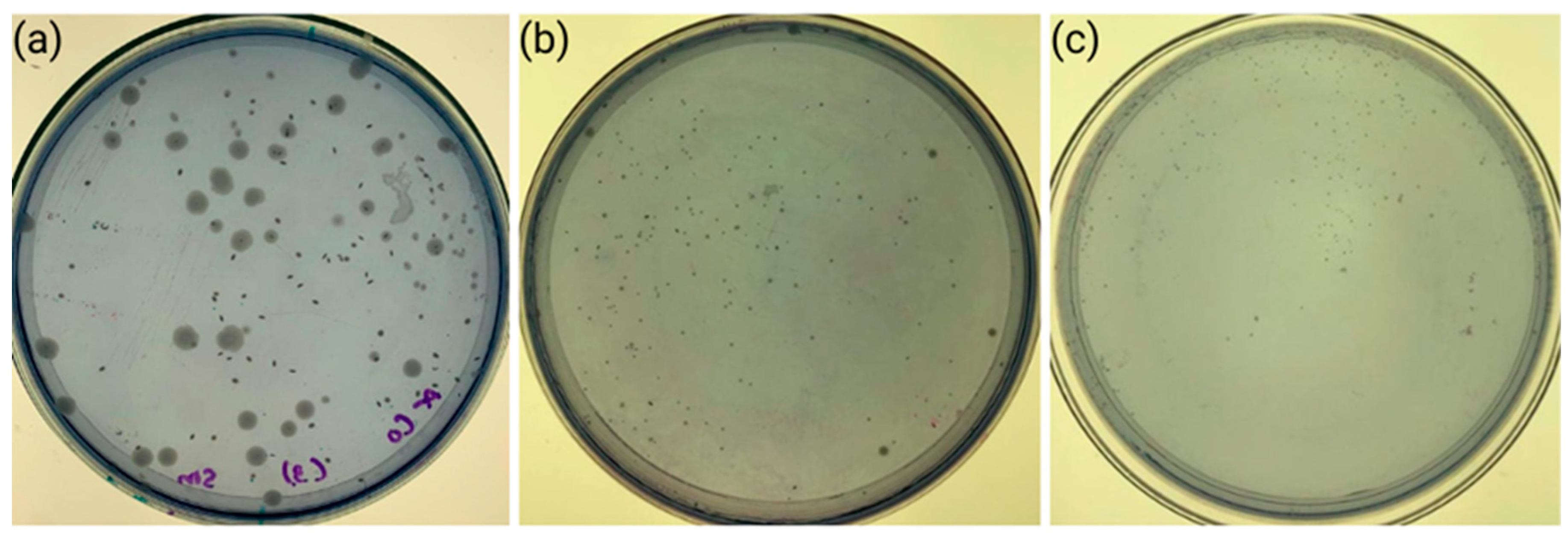 Dentistry 13 00447 g006 Dentistry 13 00447 g006