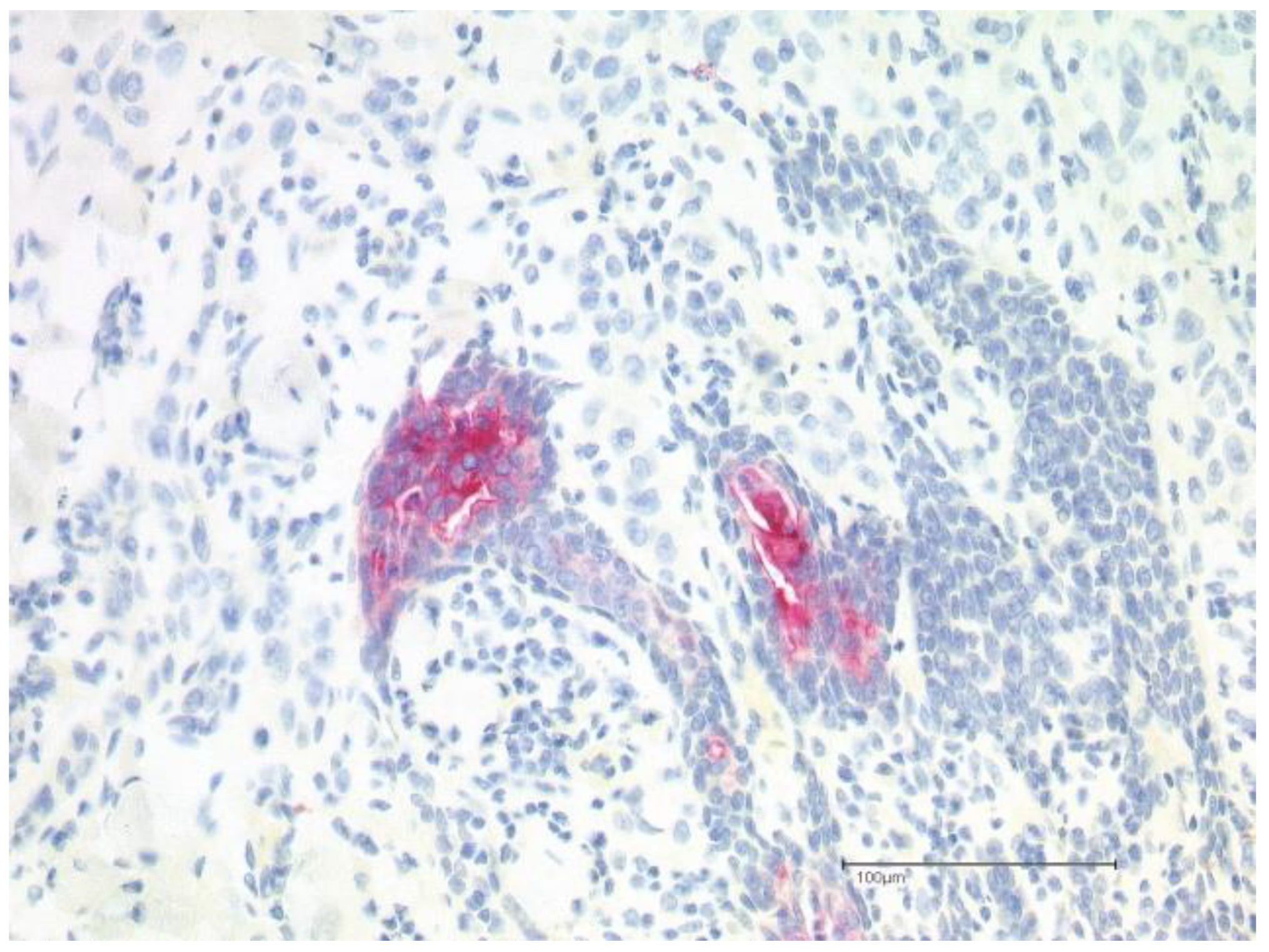 Dermato 03 00020 g003 Dermato 03 00020 g003