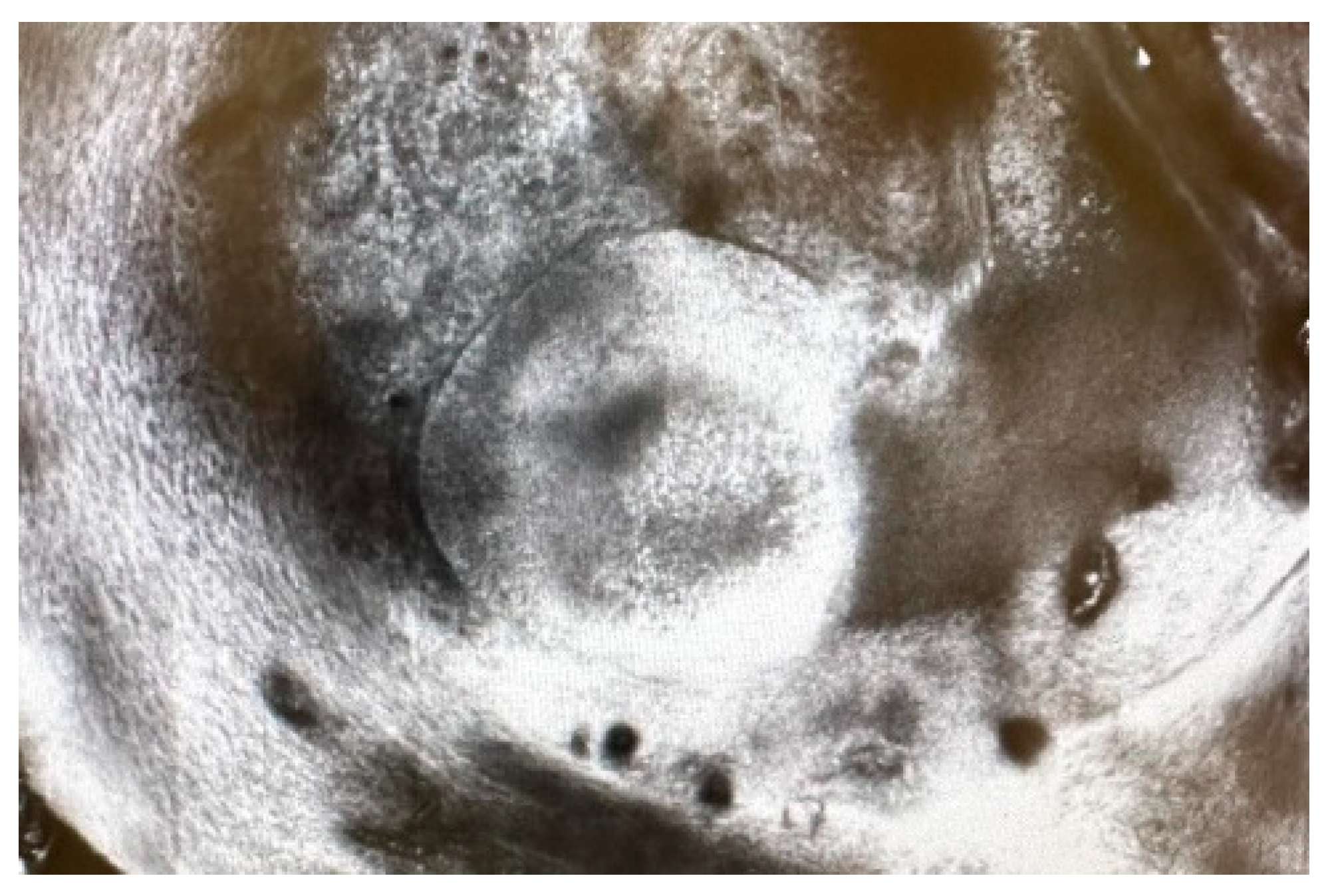 Dermato 04 00008 g003 Dermato 04 00008 g003