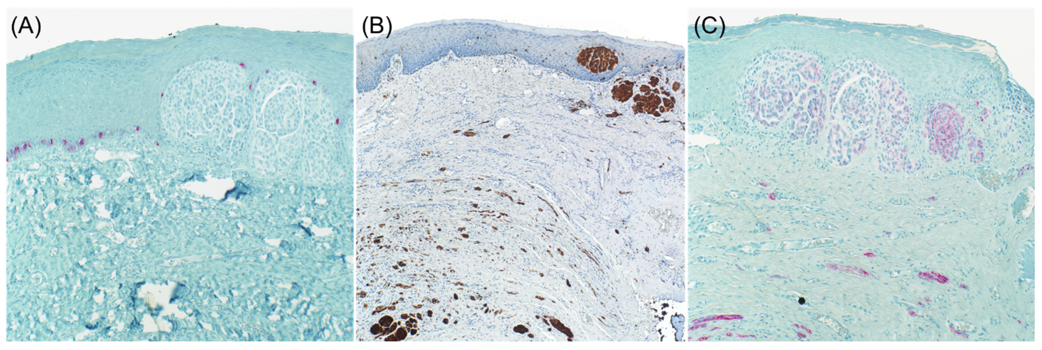 Dermatopathology 08 00040 g002