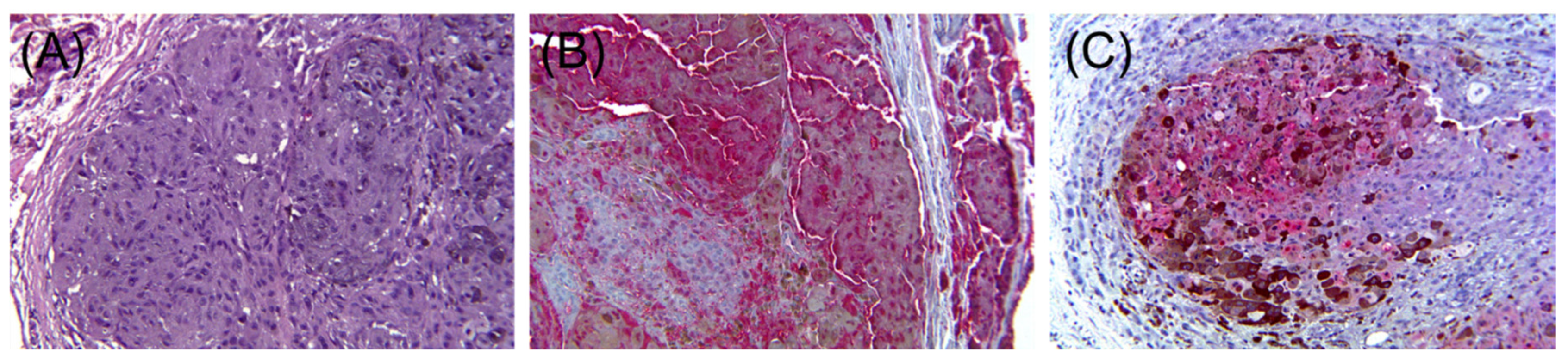 Dermatopathology 08 00040 g004