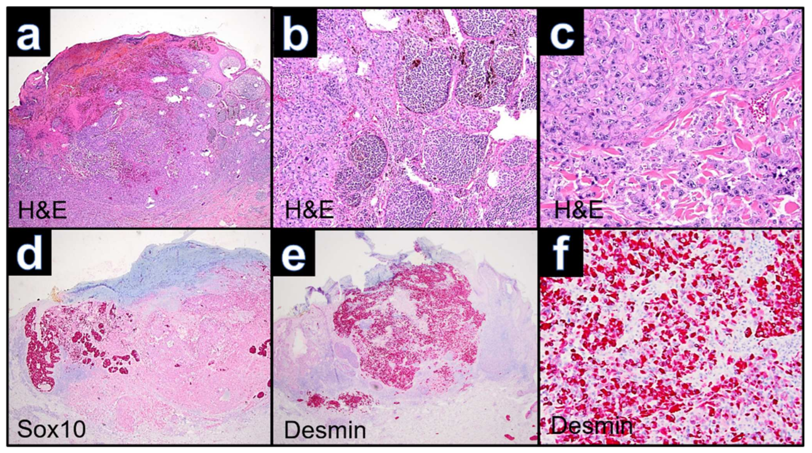 Dermatopathology 09 00019 g002