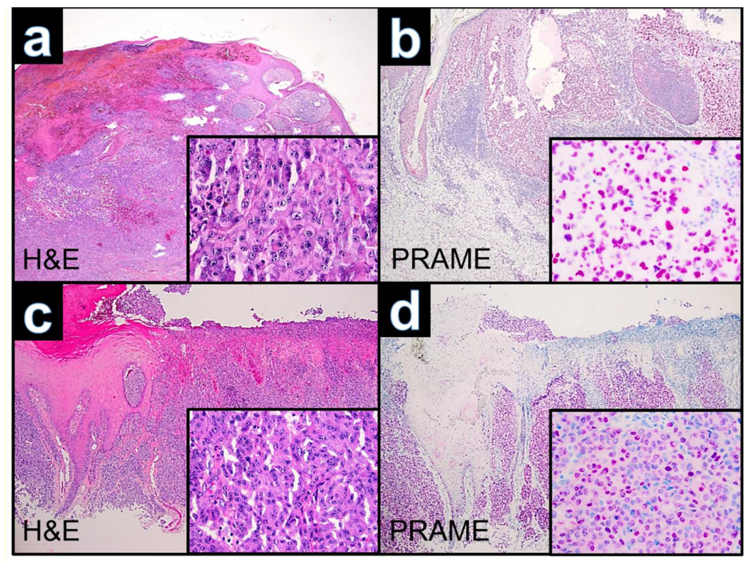 Dermatopathology 09 00019 g003
