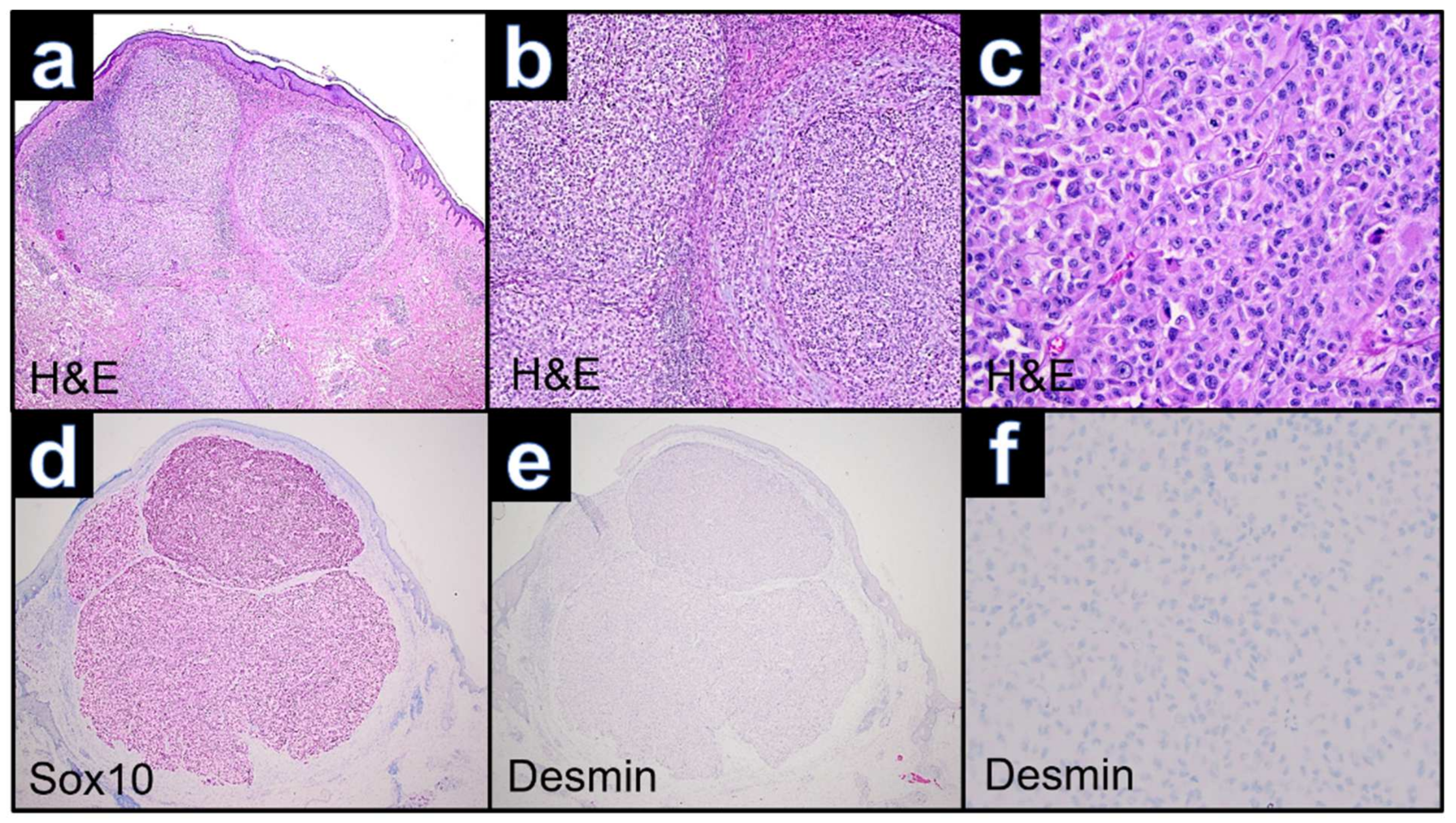Dermatopathology 09 00019 g004