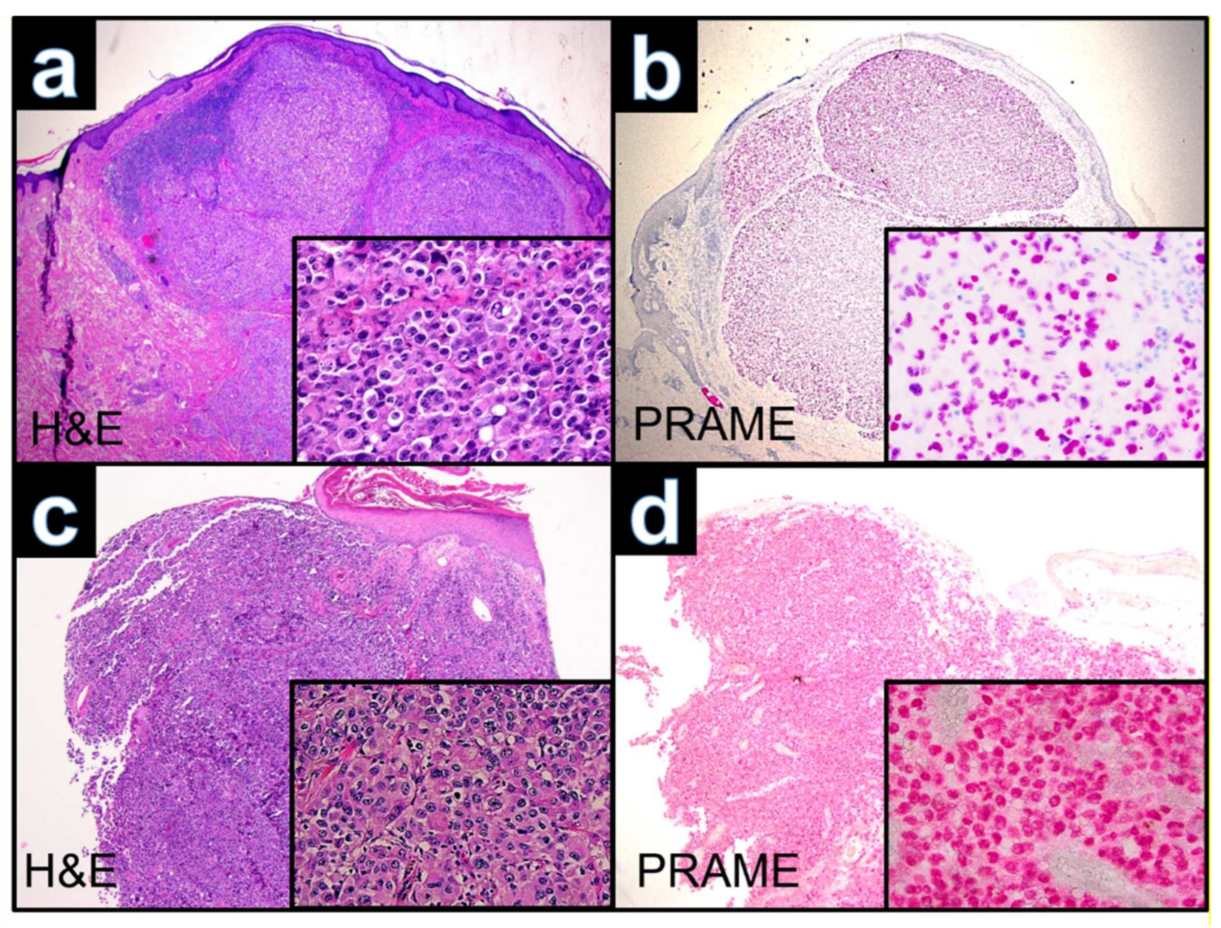Dermatopathology 09 00019 g005