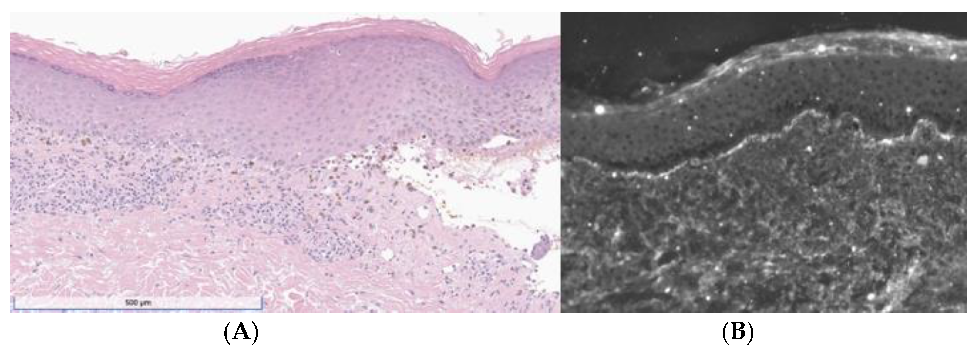 Dermatopathology 10 00033 g002 Dermatopathology 10 00033 g002