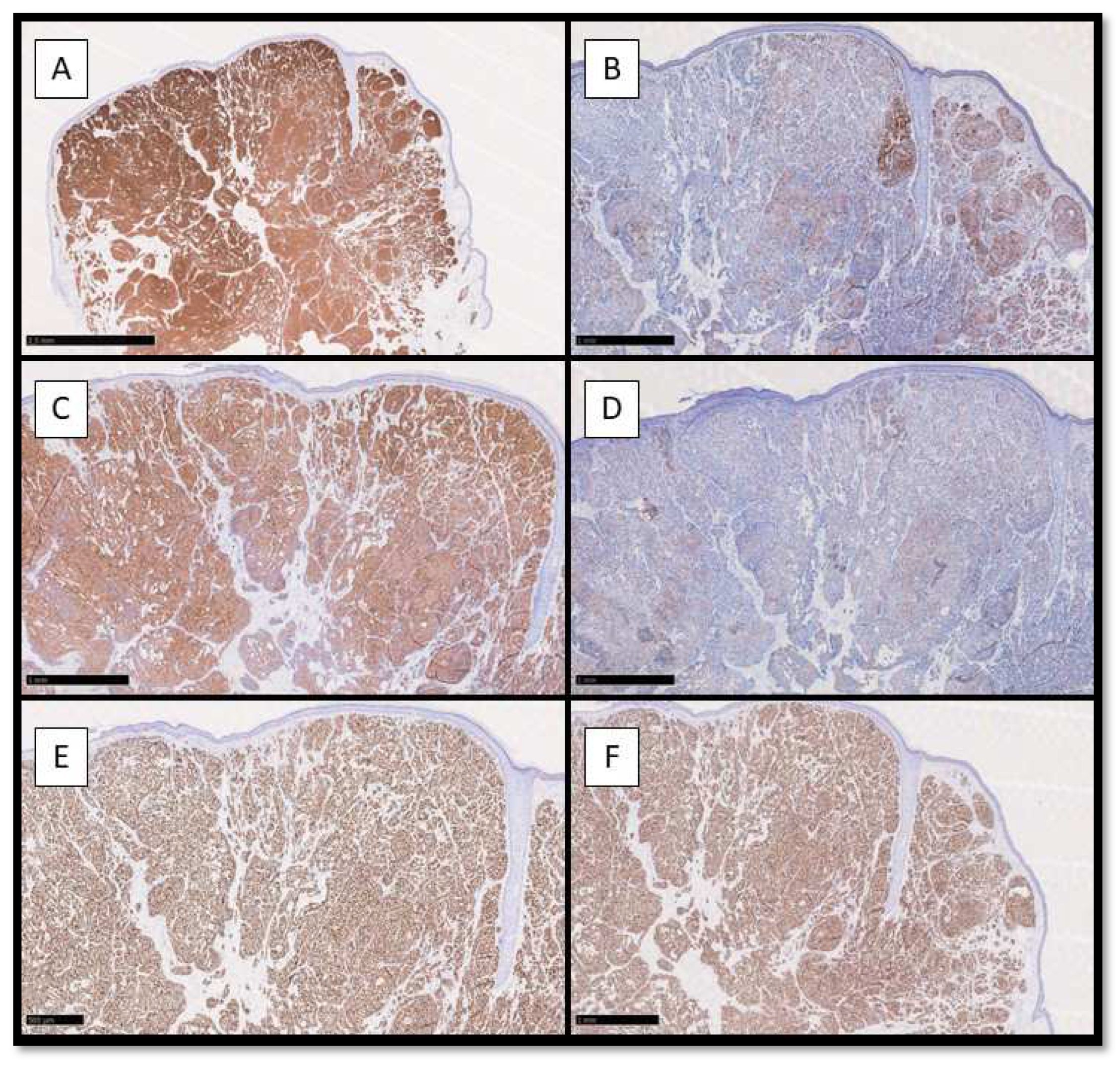 Dermatopathology 10 00035 g002