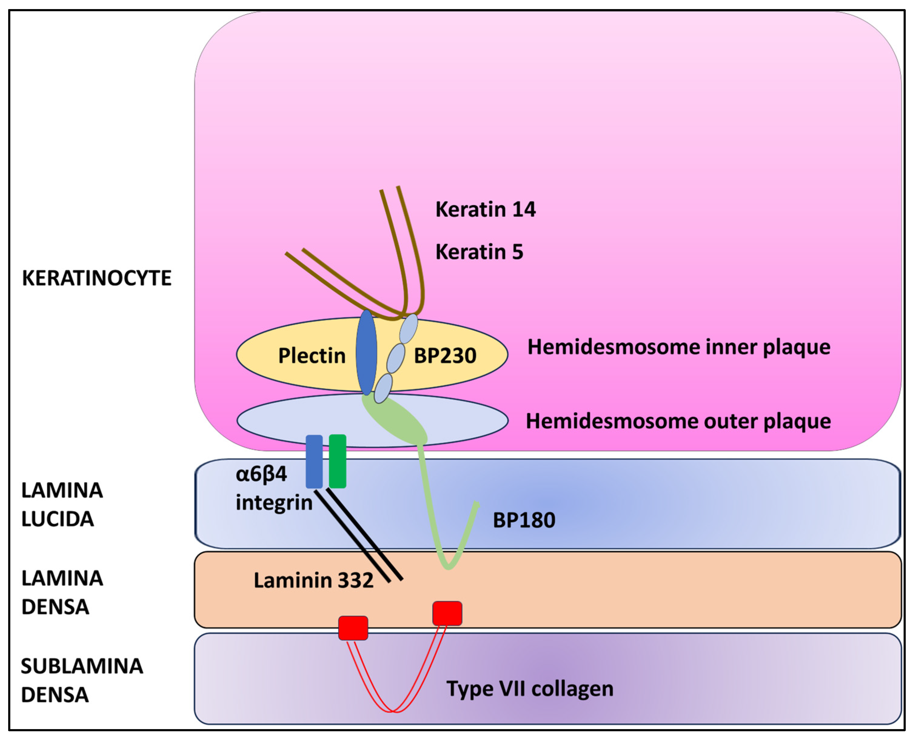 Dermatopathology 11 00008 g001 Dermatopathology 11 00008 g001