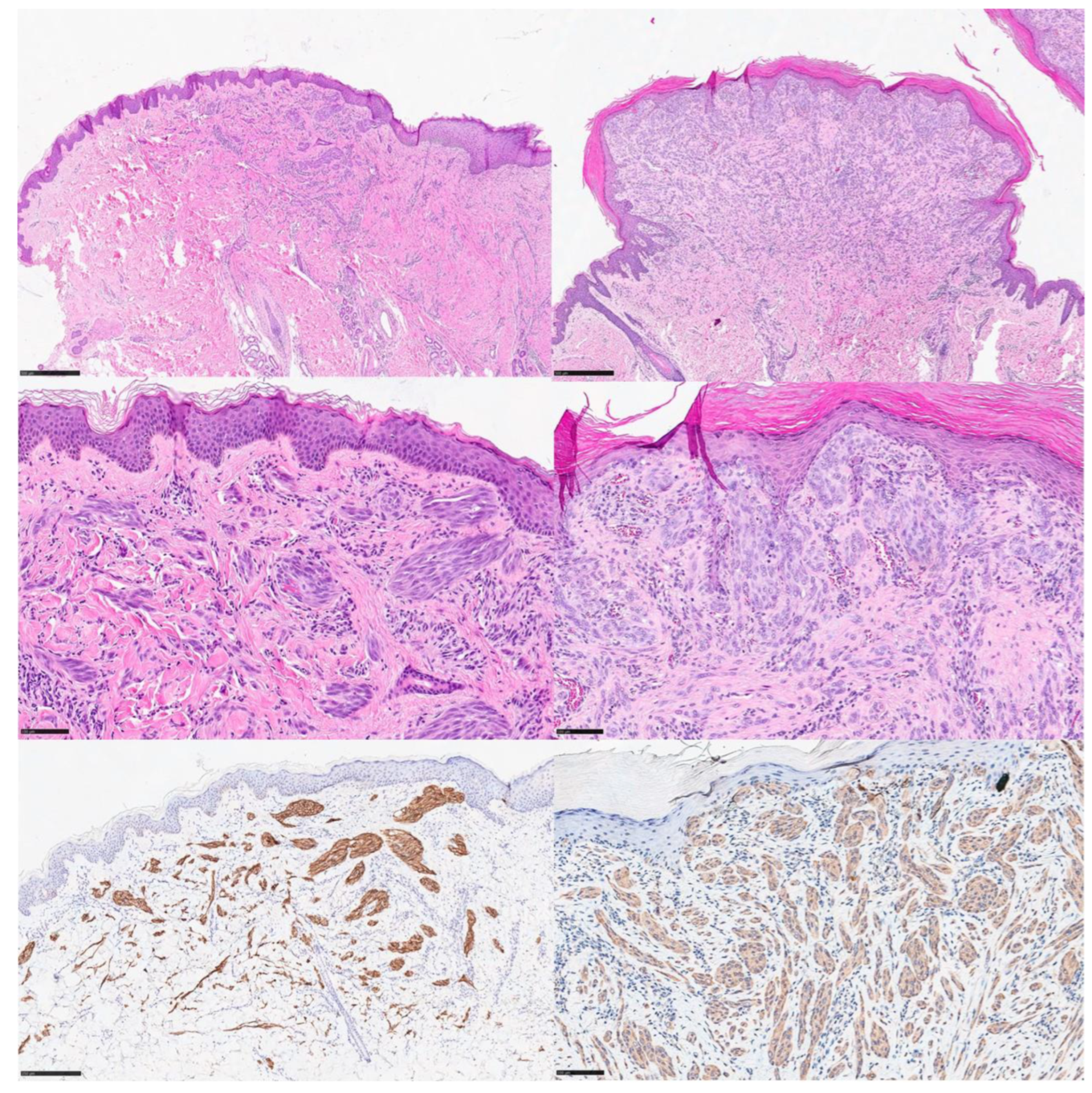 Dermatopathology 11 00010 g001