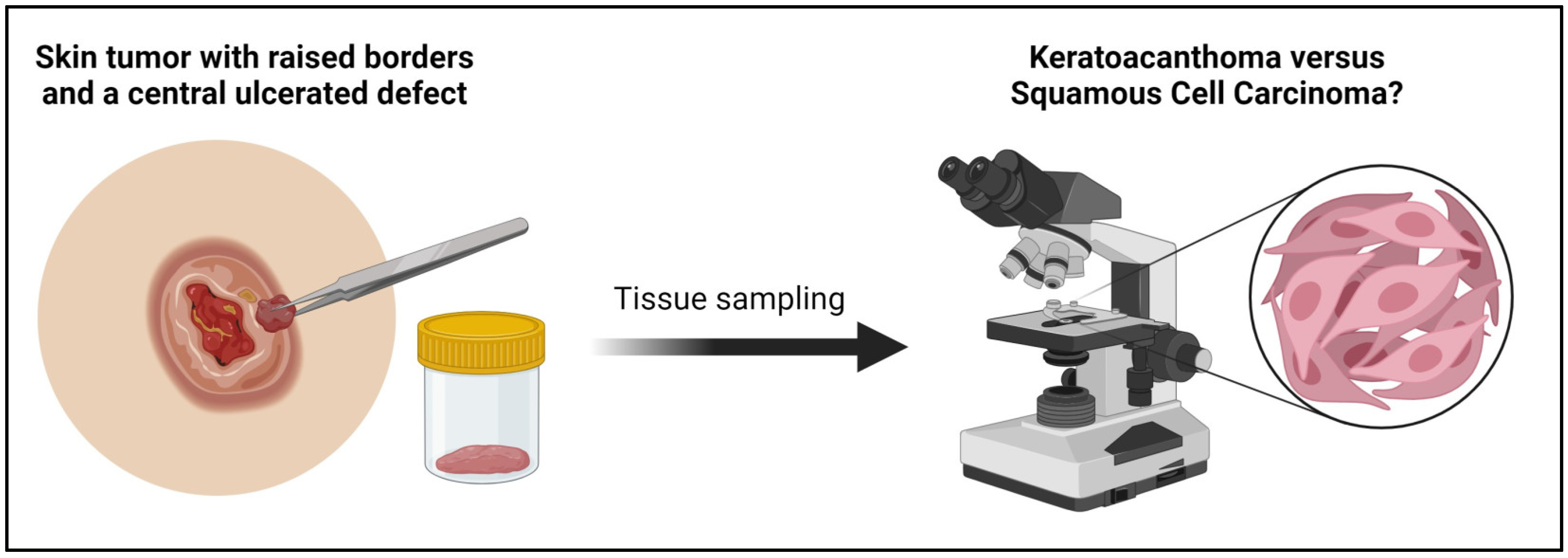 Dermatopathology 11 00029 g002 Dermatopathology 11 00029 g002