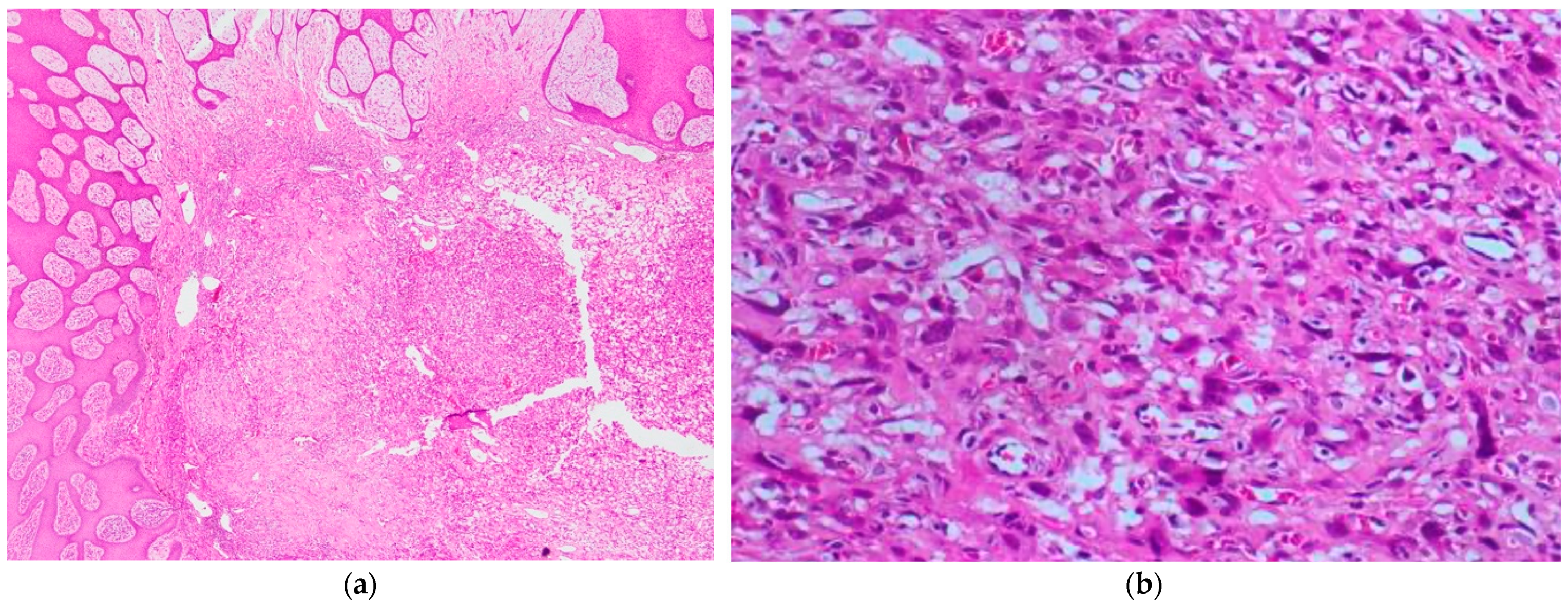 Dermatopathology 11 00030 g003