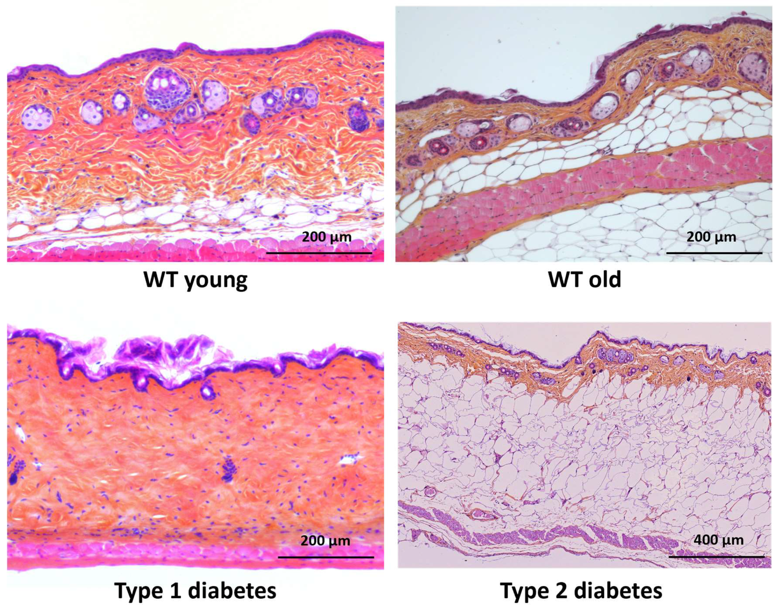 Dermatopathology 12 00018 g001