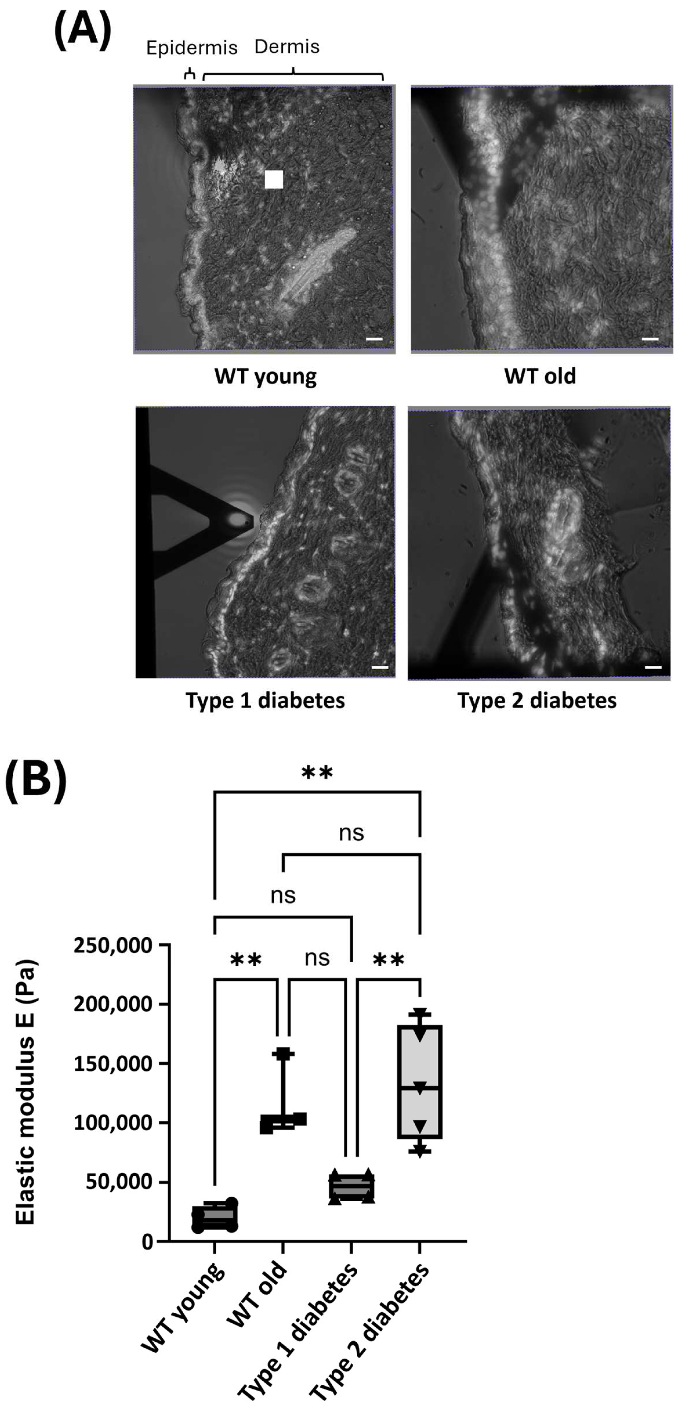 Dermatopathology 12 00018 g002