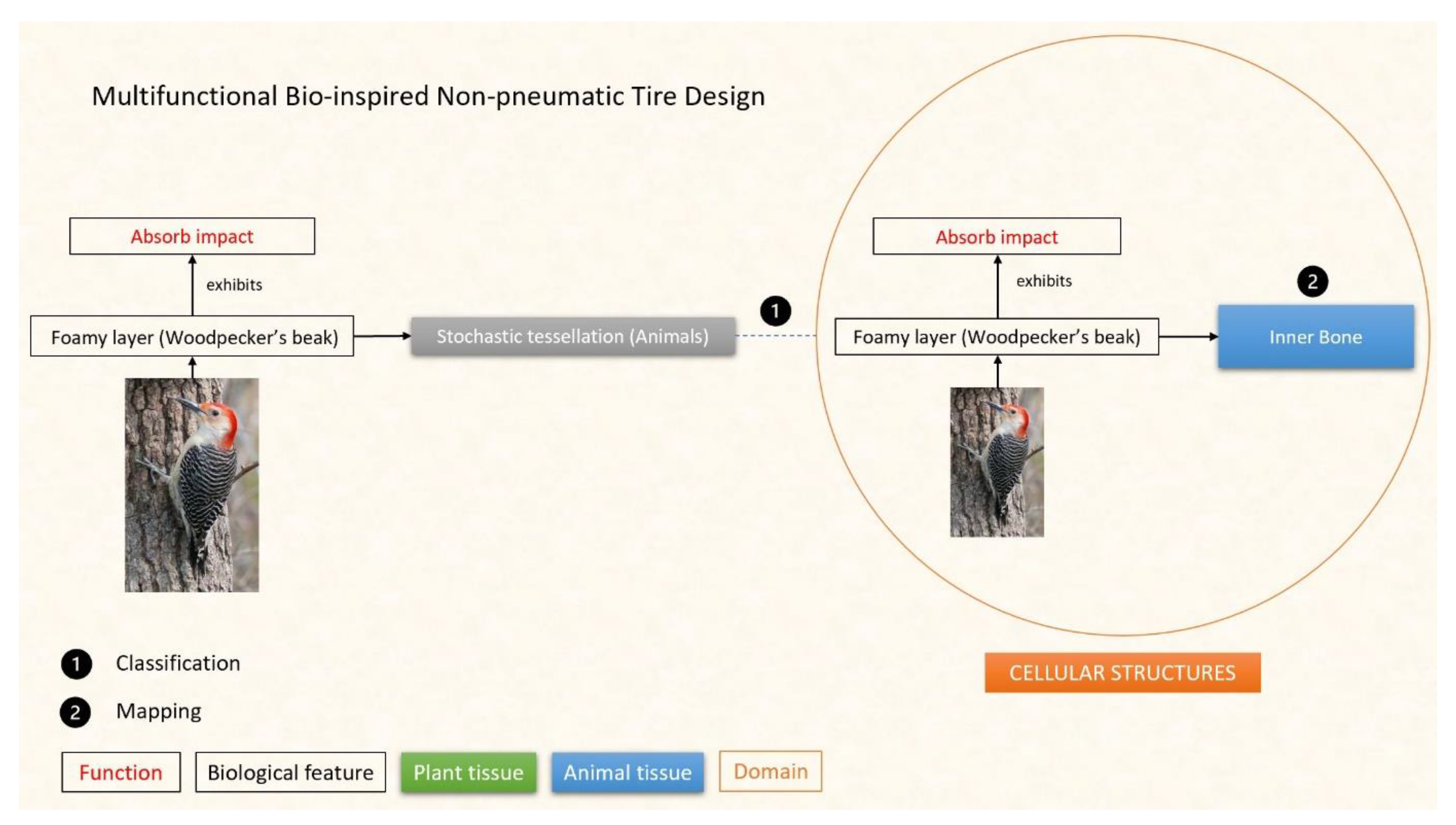 Designs | Free Full-Text | Supporting Multifunctional Bio-Inspired