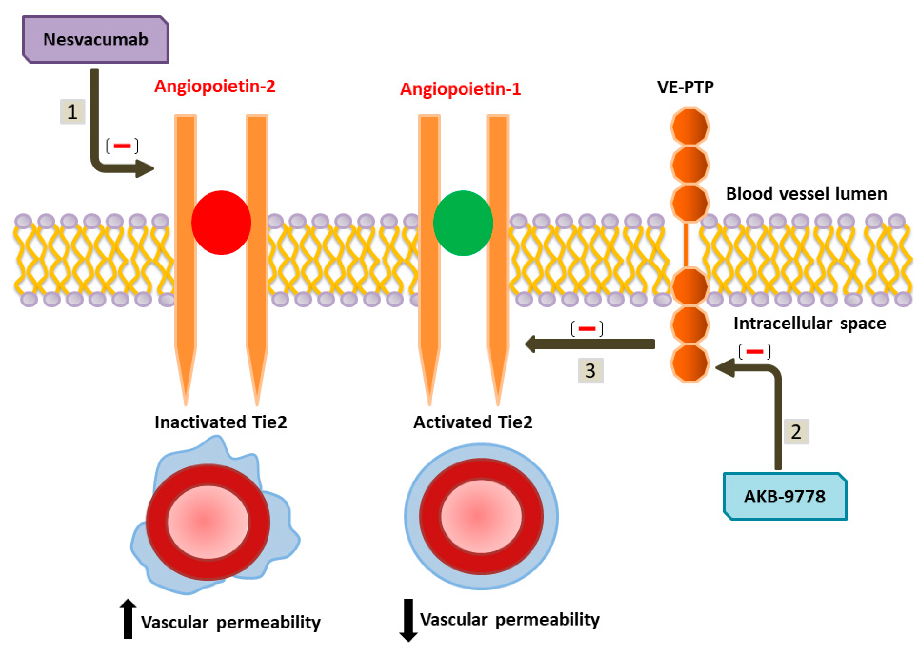 Diabetology 03 00011 g006 Diabetology 03 00011 g006