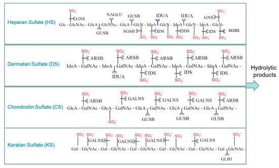 Diagnostics Free Full Text Emerging Approaches For Fluorescence Based Newborn Screening Of Mucopolysaccharidoses Html