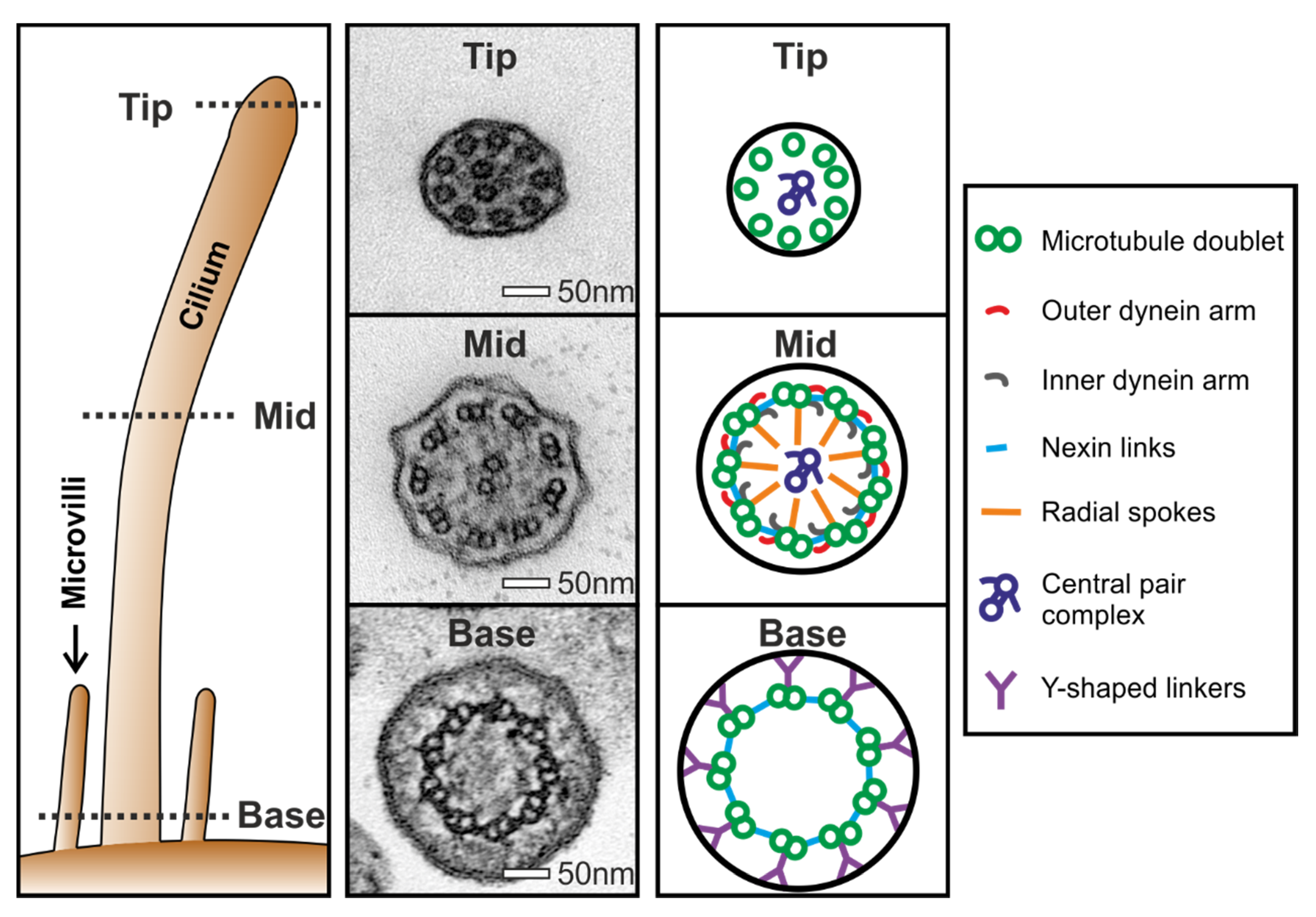 Diagnostics 10 00524 g002 Diagnostics 10 00524 g002