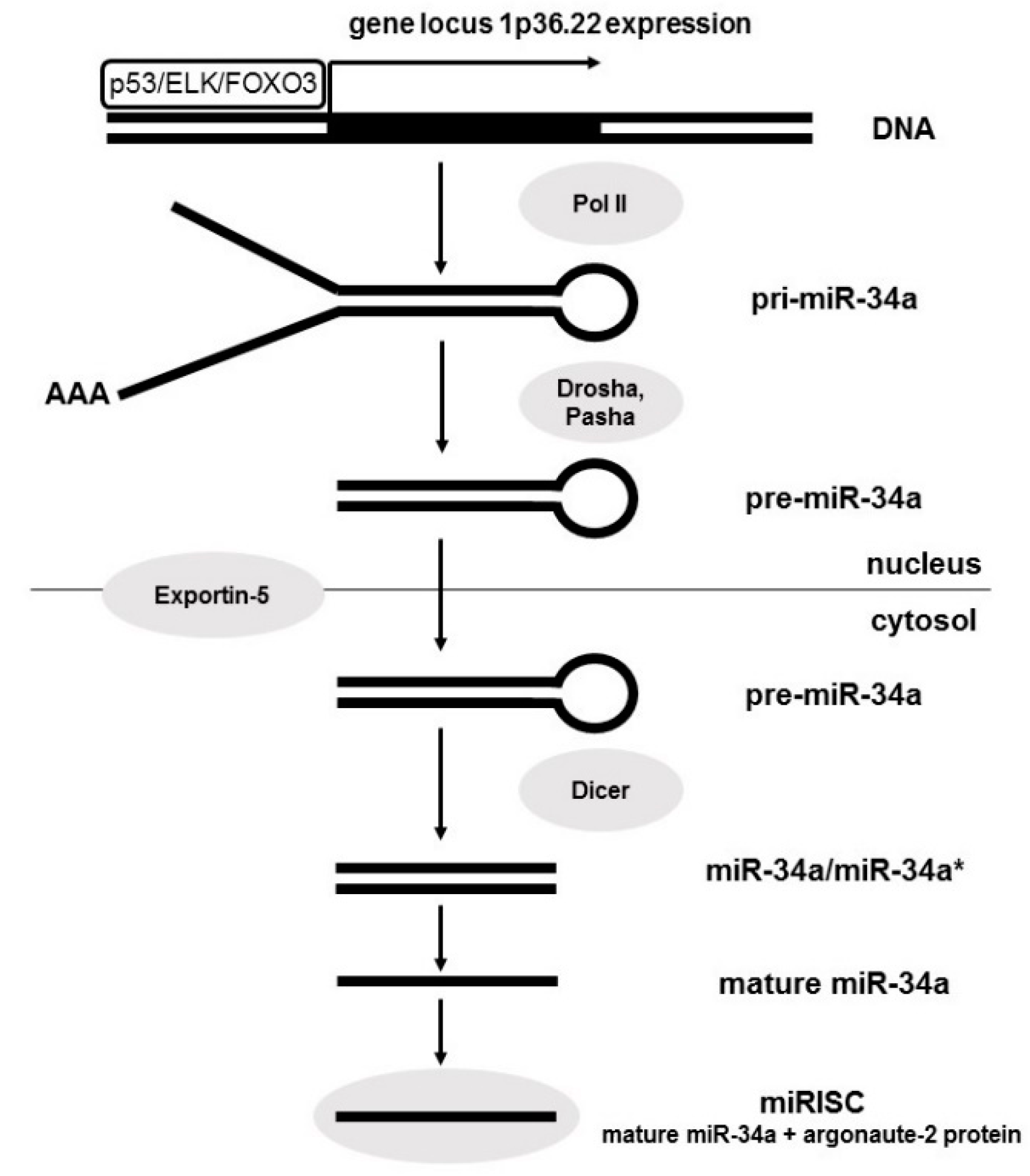 Expression of miR-34a (a,d), miR-34b (b,e), and miR-34c (c,f) in