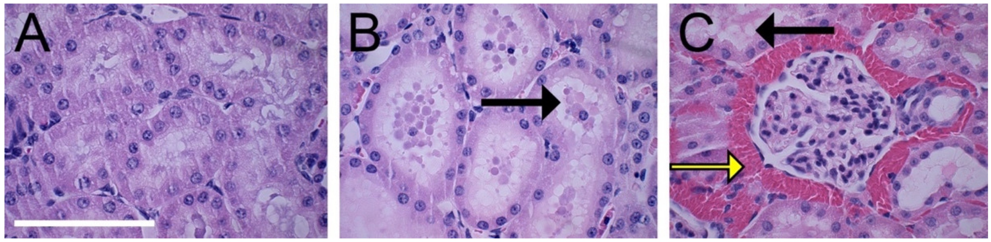 Diagnostics 10 00862 g006 Diagnostics 10 00862 g006