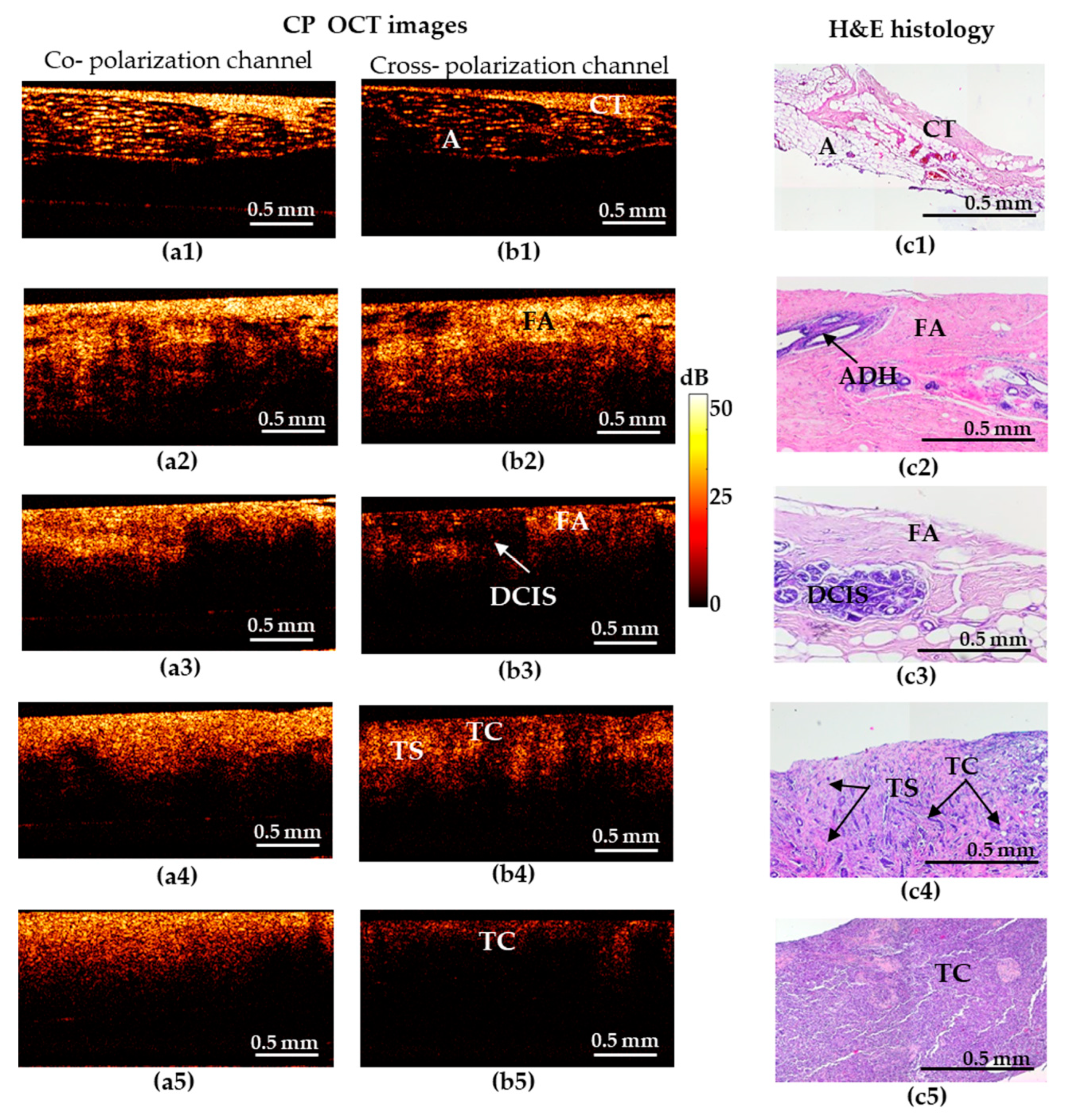 Diagnostics 10 00994 g001
