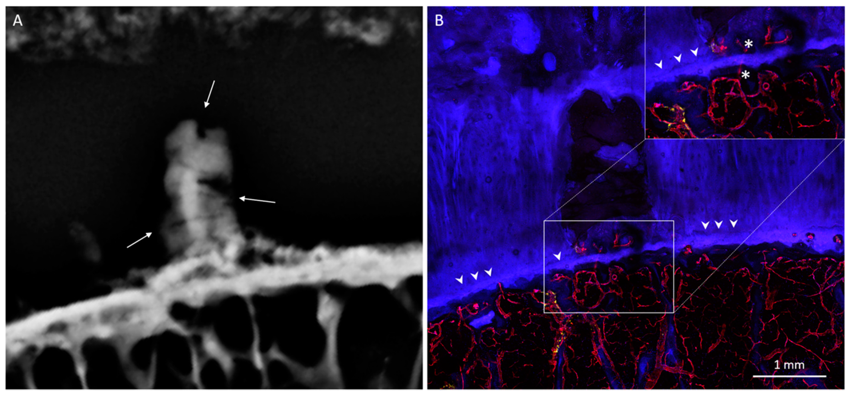 Diagnostics 10 01051 g004 Diagnostics 10 01051 g004
