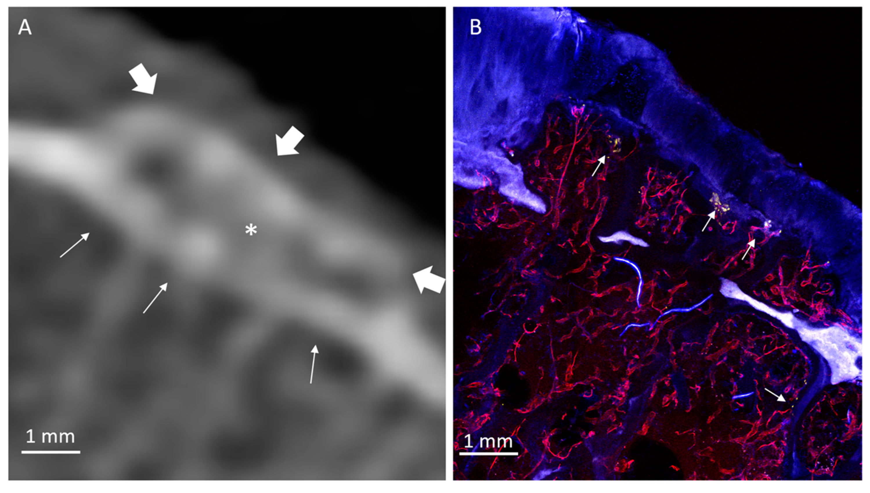 Diagnostics 10 01051 g006 Diagnostics 10 01051 g006