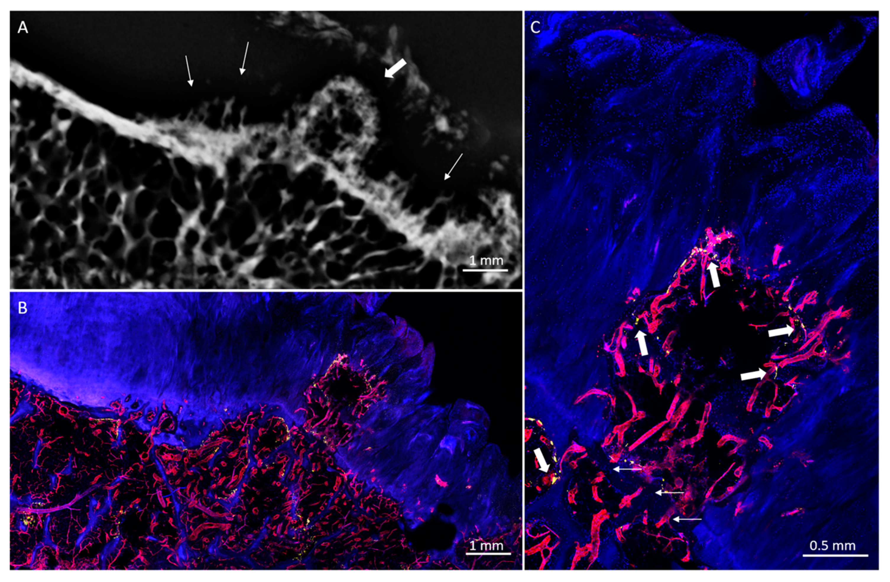 Diagnostics 10 01051 g007 Diagnostics 10 01051 g007