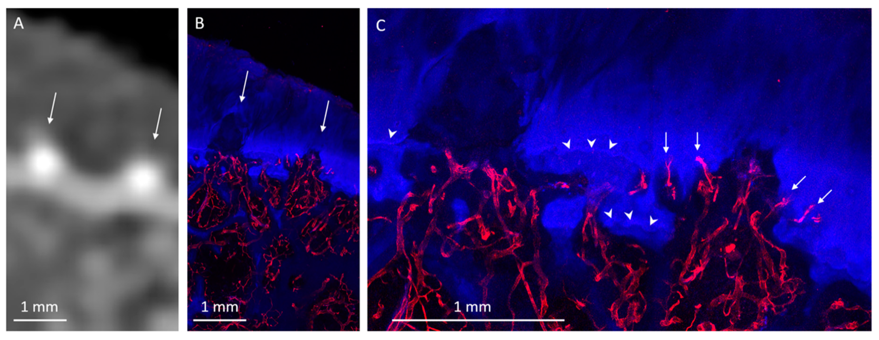 Diagnostics 10 01051 g008 Diagnostics 10 01051 g008
