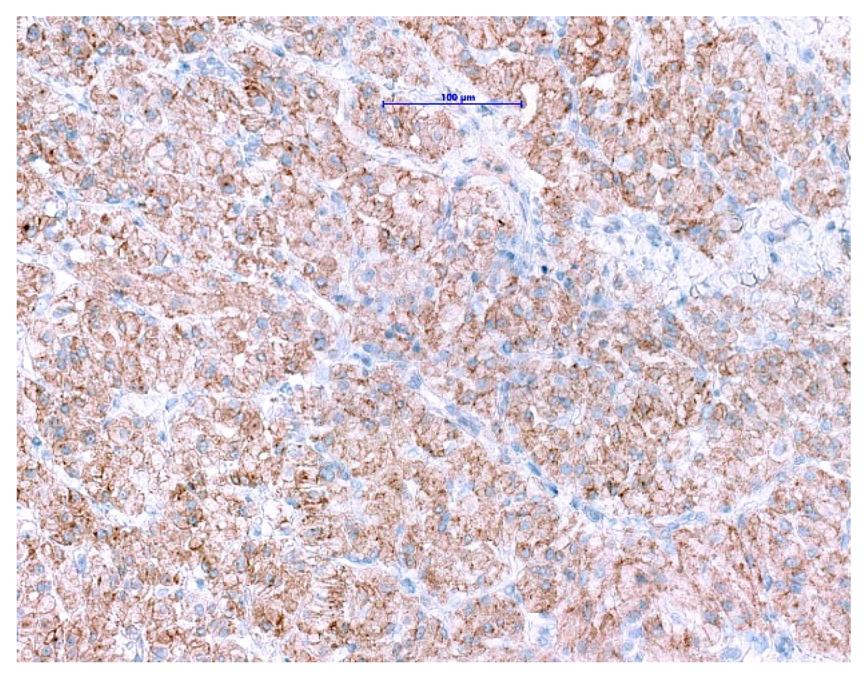 Diagnostics 11 00194 g007 Diagnostics 11 00194 g007