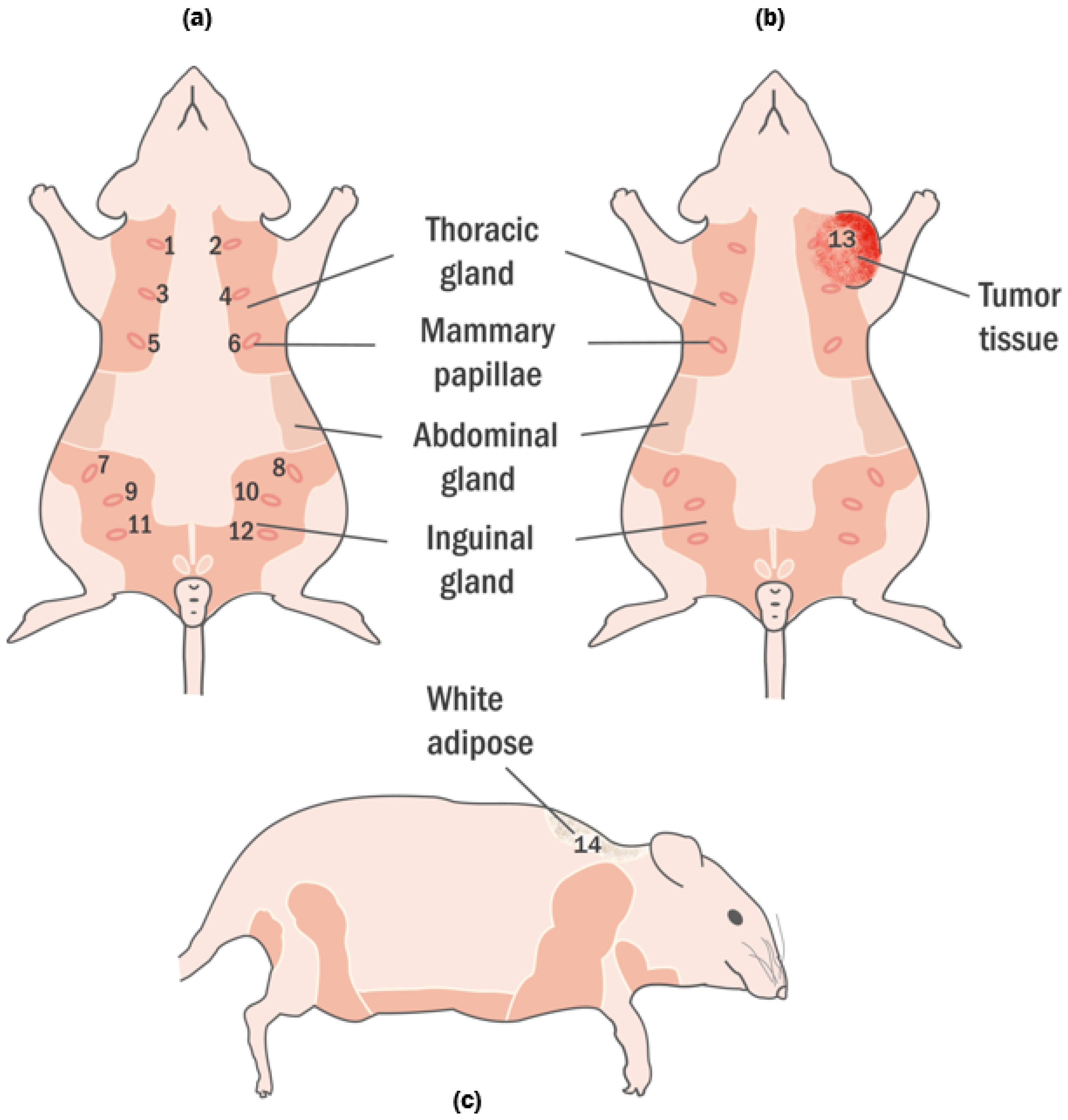 Diagnostics 11 00338 g001 Diagnostics 11 00338 g001