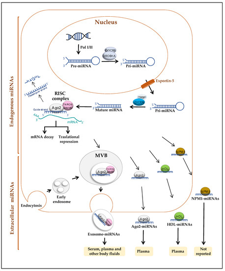 Diagnostics Free Full Text Circulating Micrornas In Blood And Other Body Fluids As